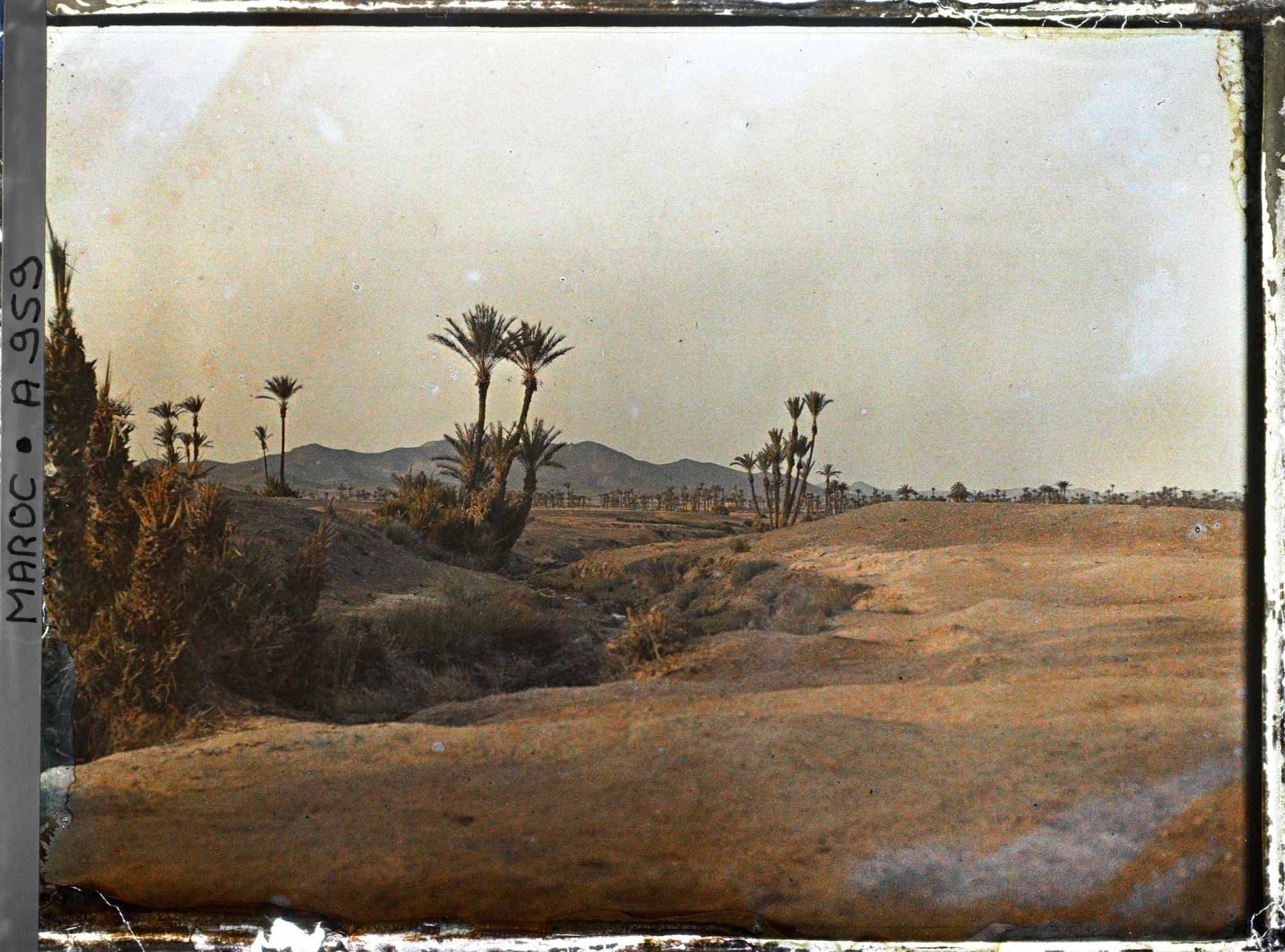 Image représentant La palmeraie