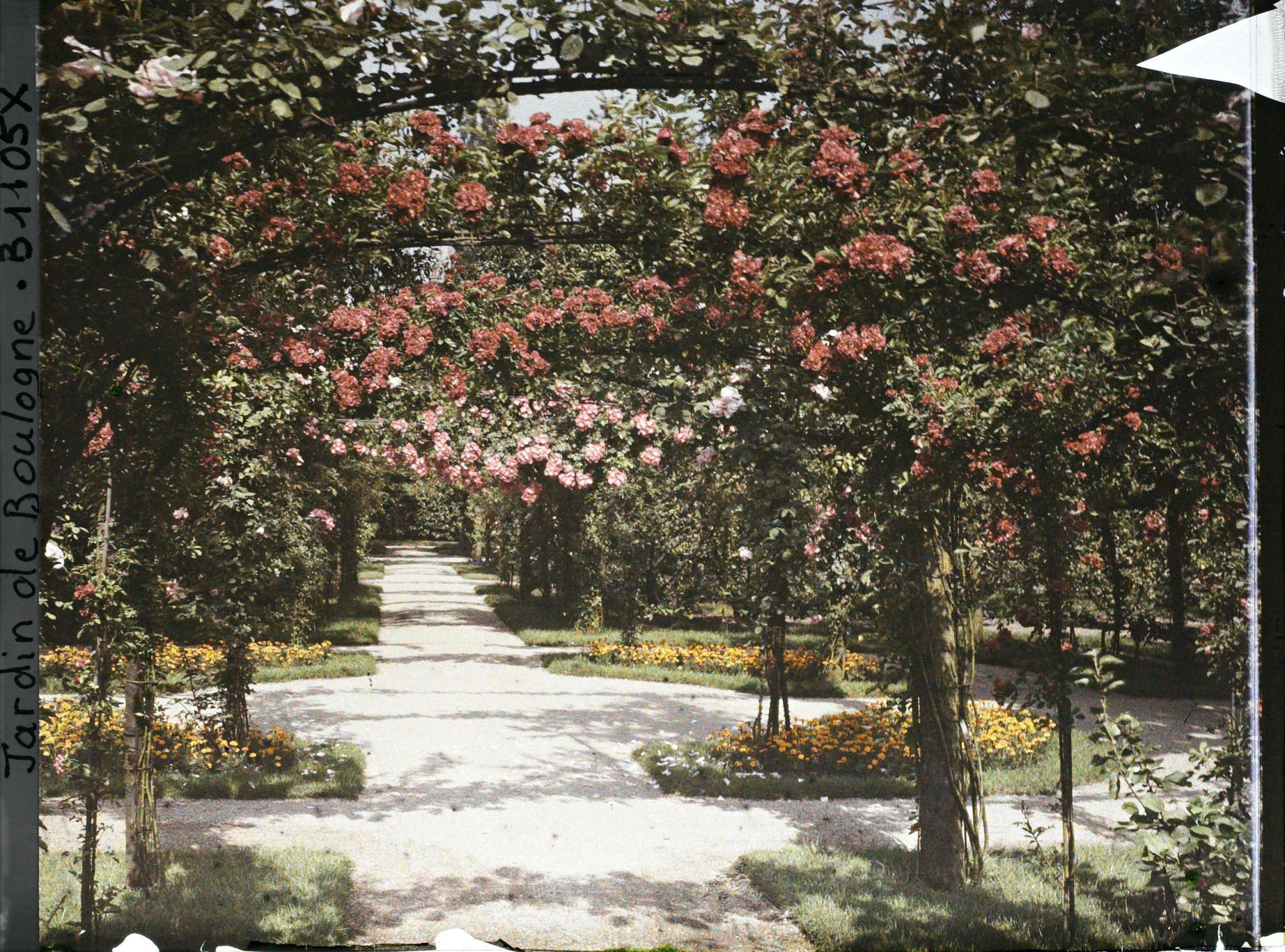 Image représentant Axe central du verger-roseraie vu vers la dépendance, à l'approche du rond-point côté jardin français