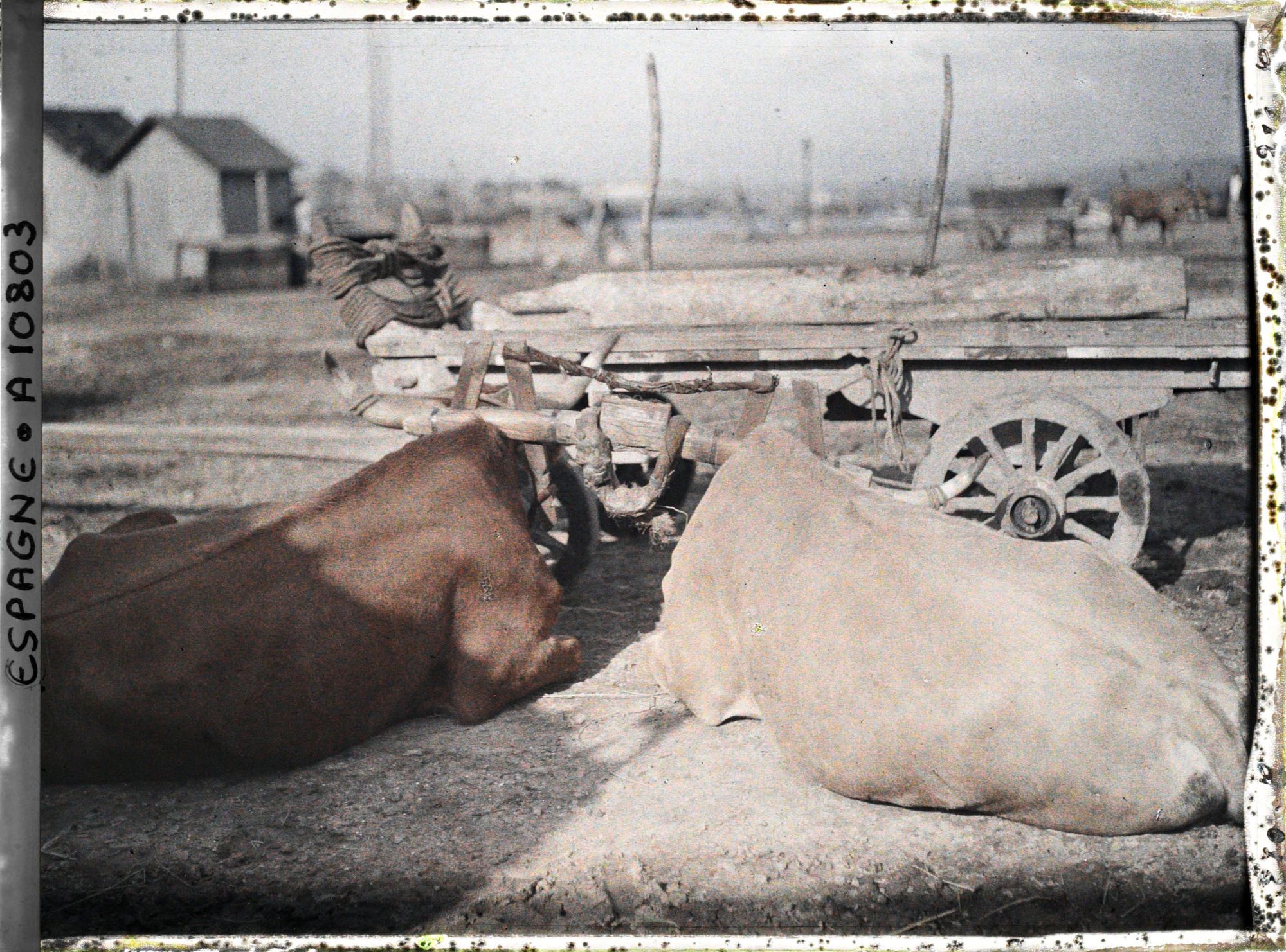 Image représentant Espagne, La Corogne, Deux bœufs couchés avec vieux joug.