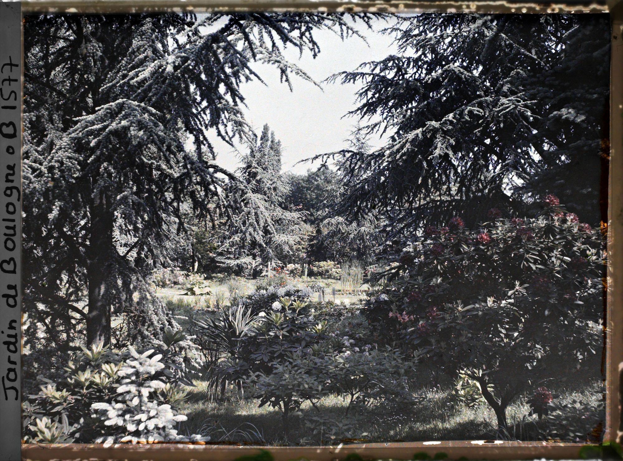 Image représentant La forêt bleue, à l'arrière-plan le marais