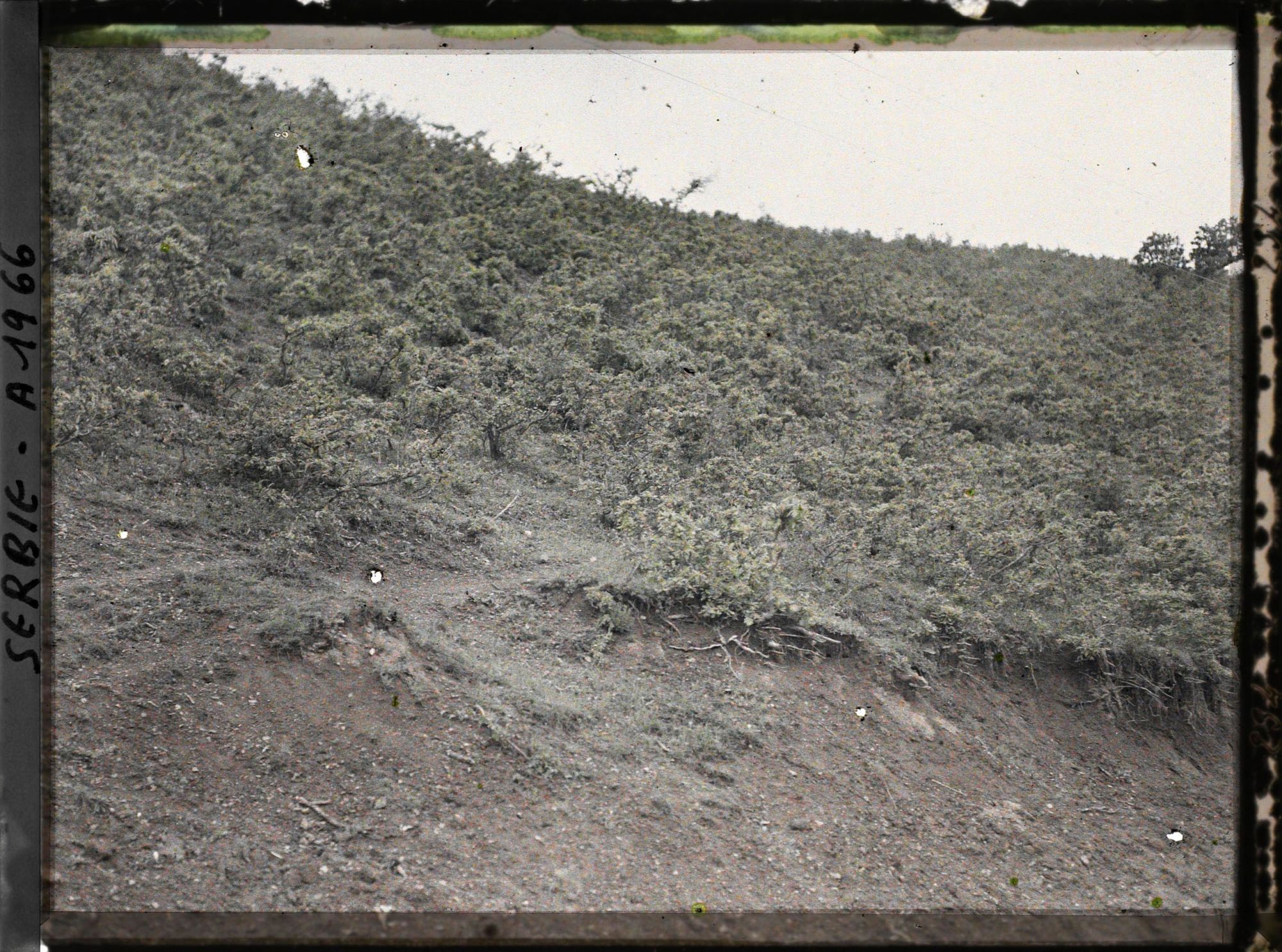 Image représentant Maquis de petits chênes