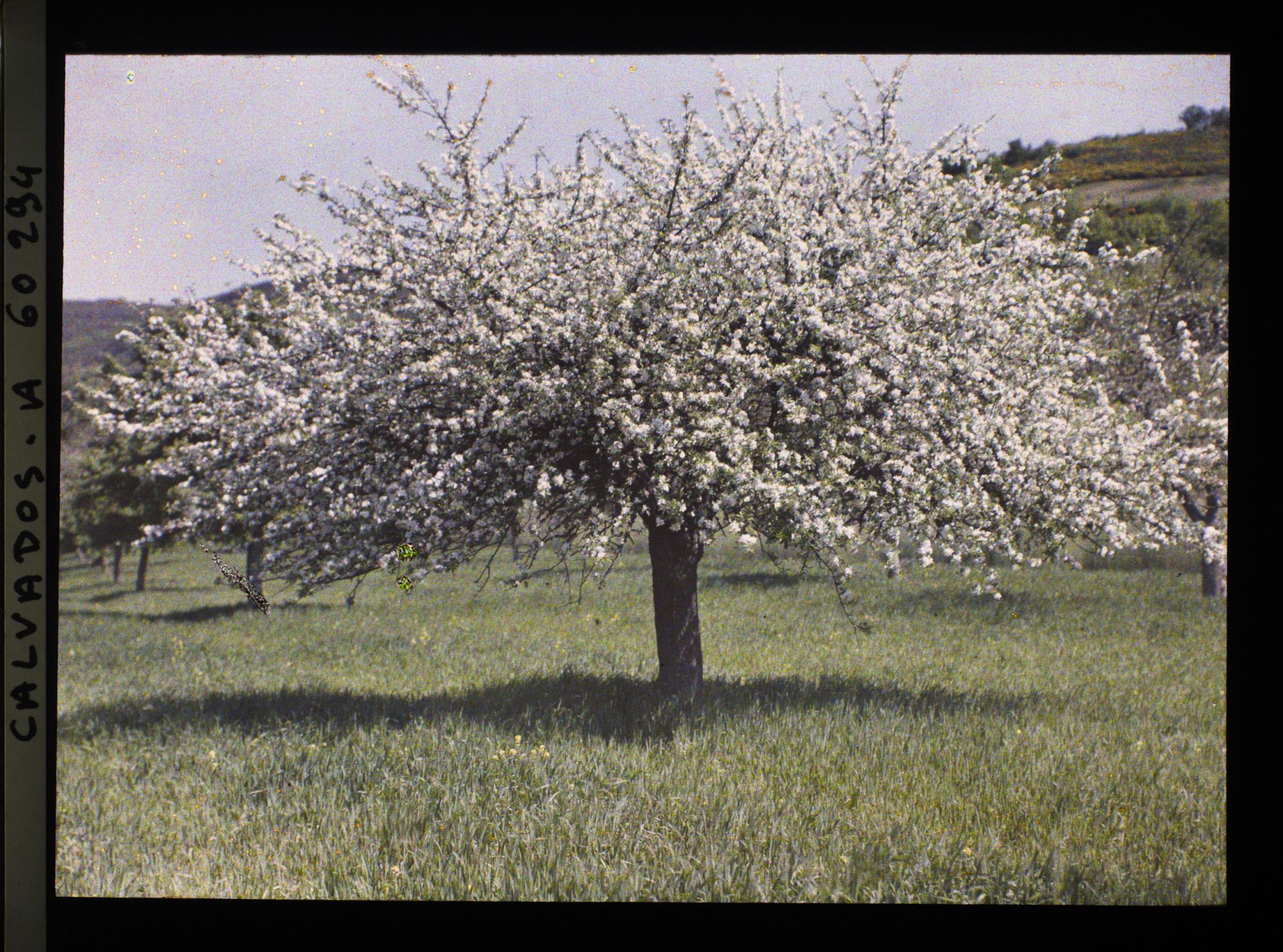 Image représentant Pommier en fleurs