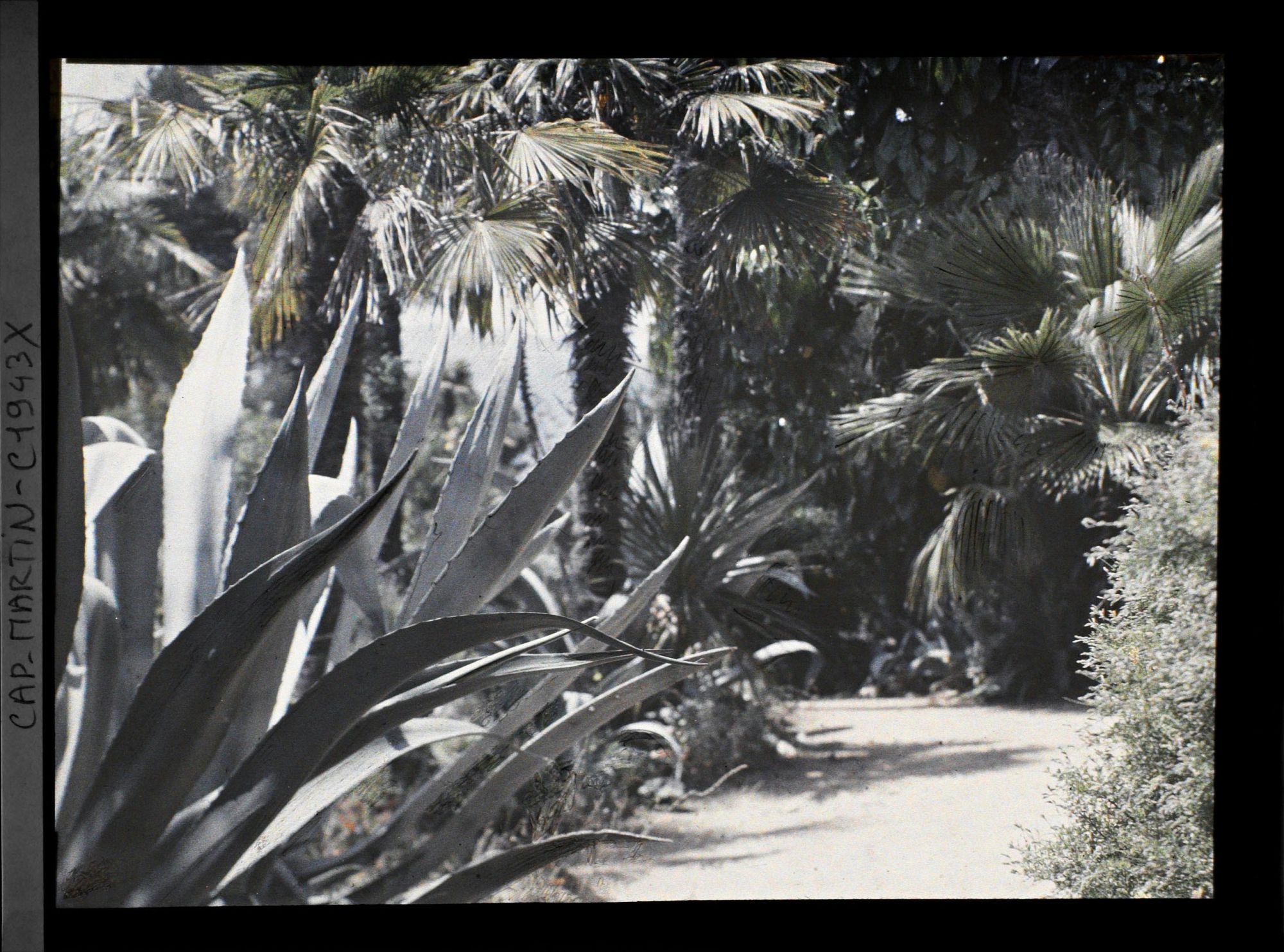 Image représentant Agave et groupe de palmiers au bord d'une allée, vue prise à 12 h