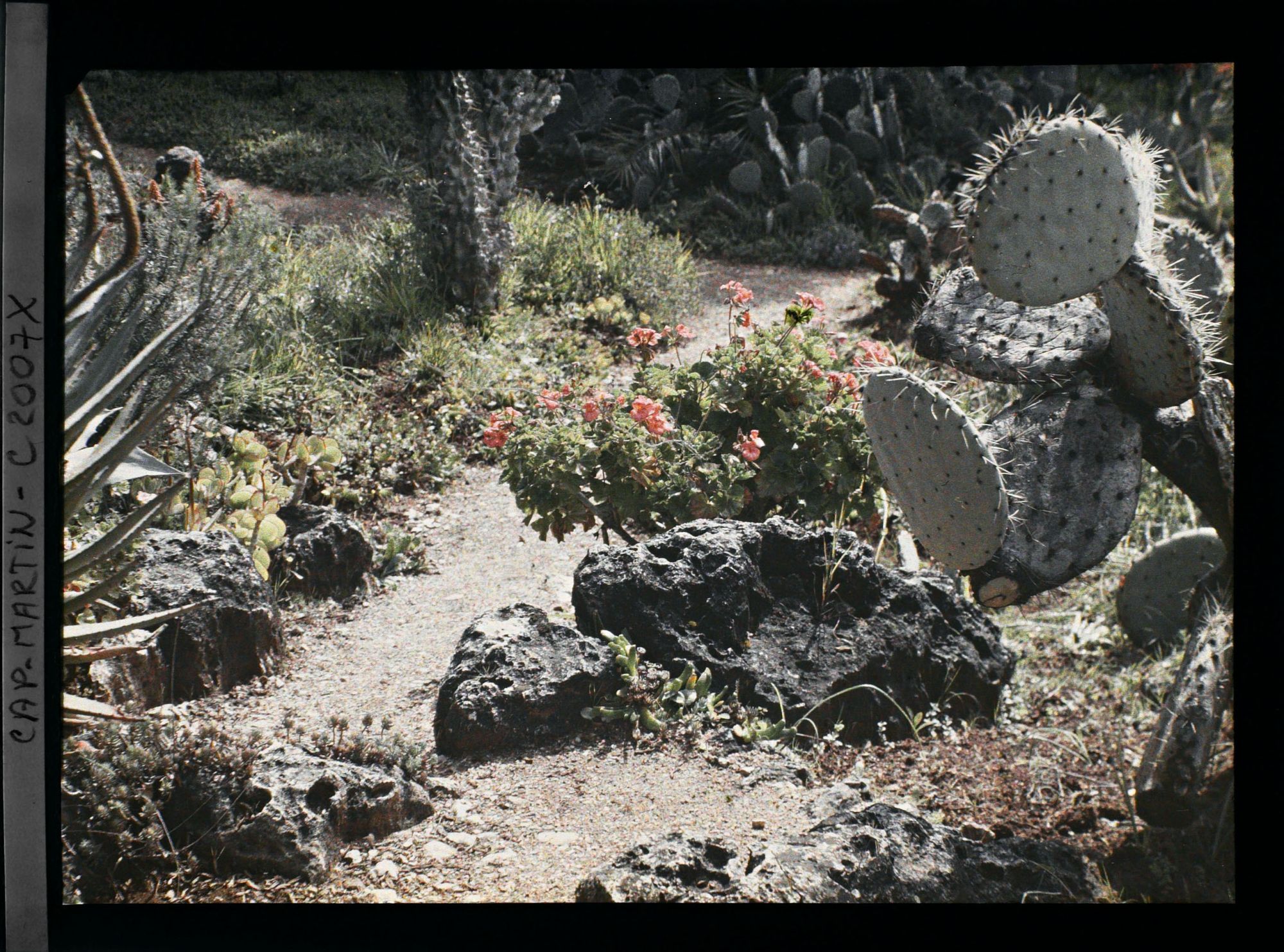 Image représentant Pierres et géranium en fleur sur un sentier bordé de cactus, aloès et autres plantes succulentes, vue prise à 10 h