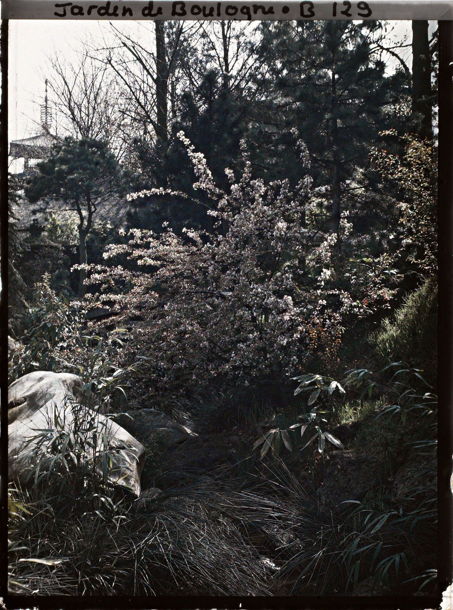 Image représentant Arbuste en fleur situé sur une pente du " sanctuaire japonais ", proche du " village japonais "