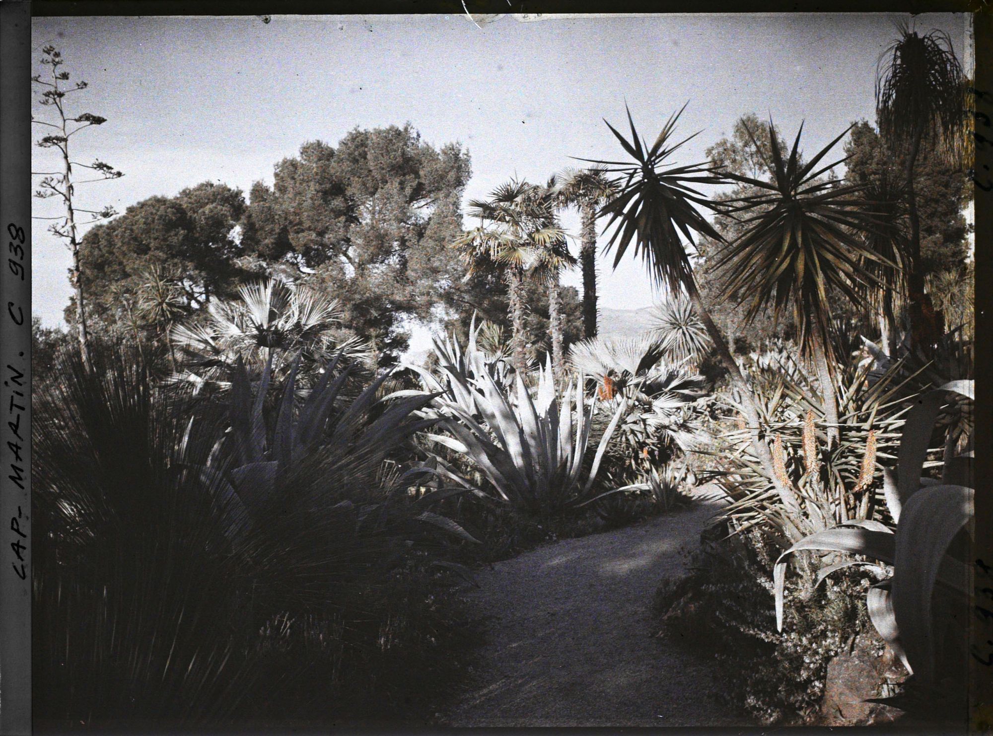 Image représentant Le Jardin (matin)