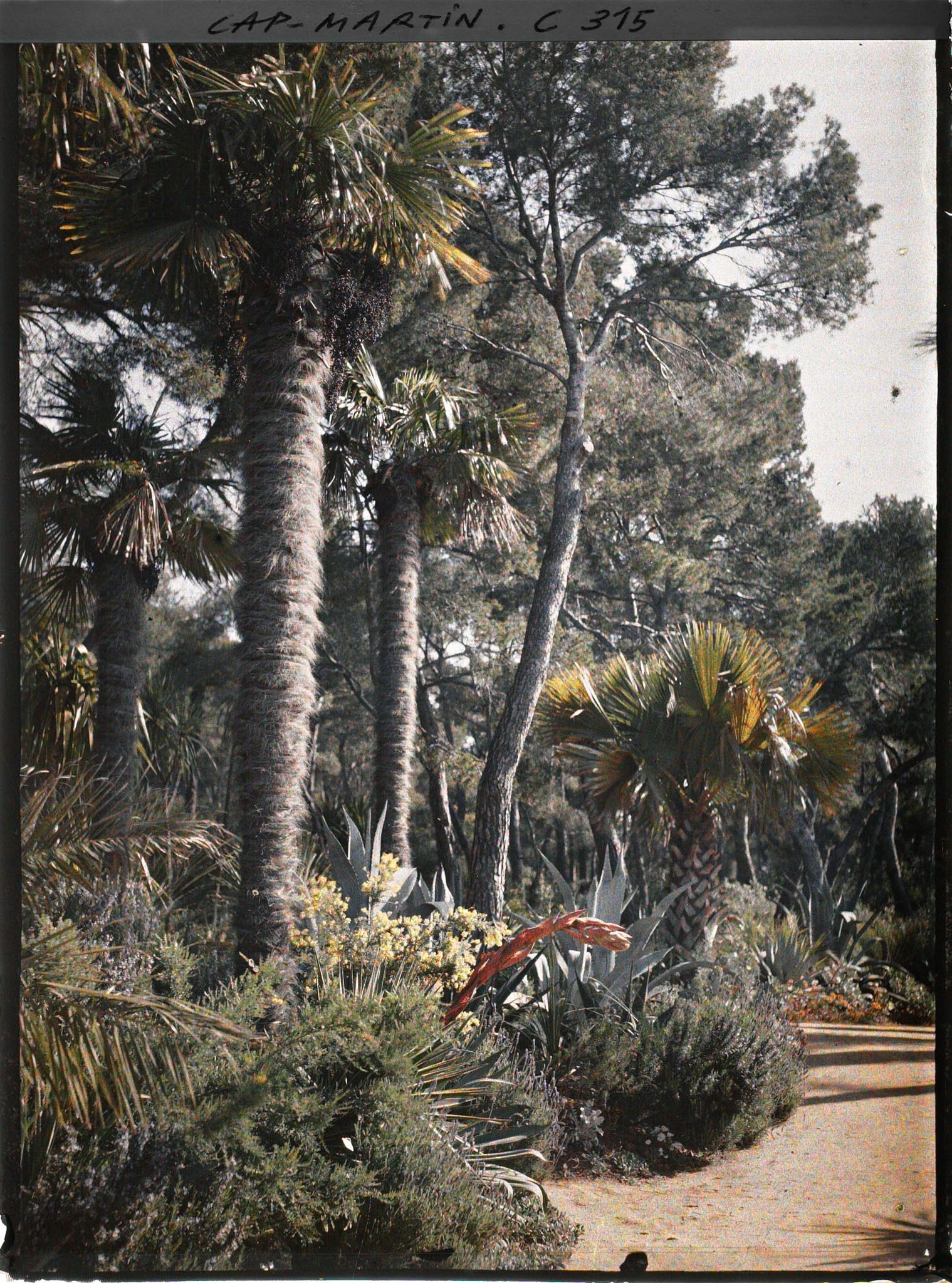 Image représentant Cap-Martin - Le Jardin