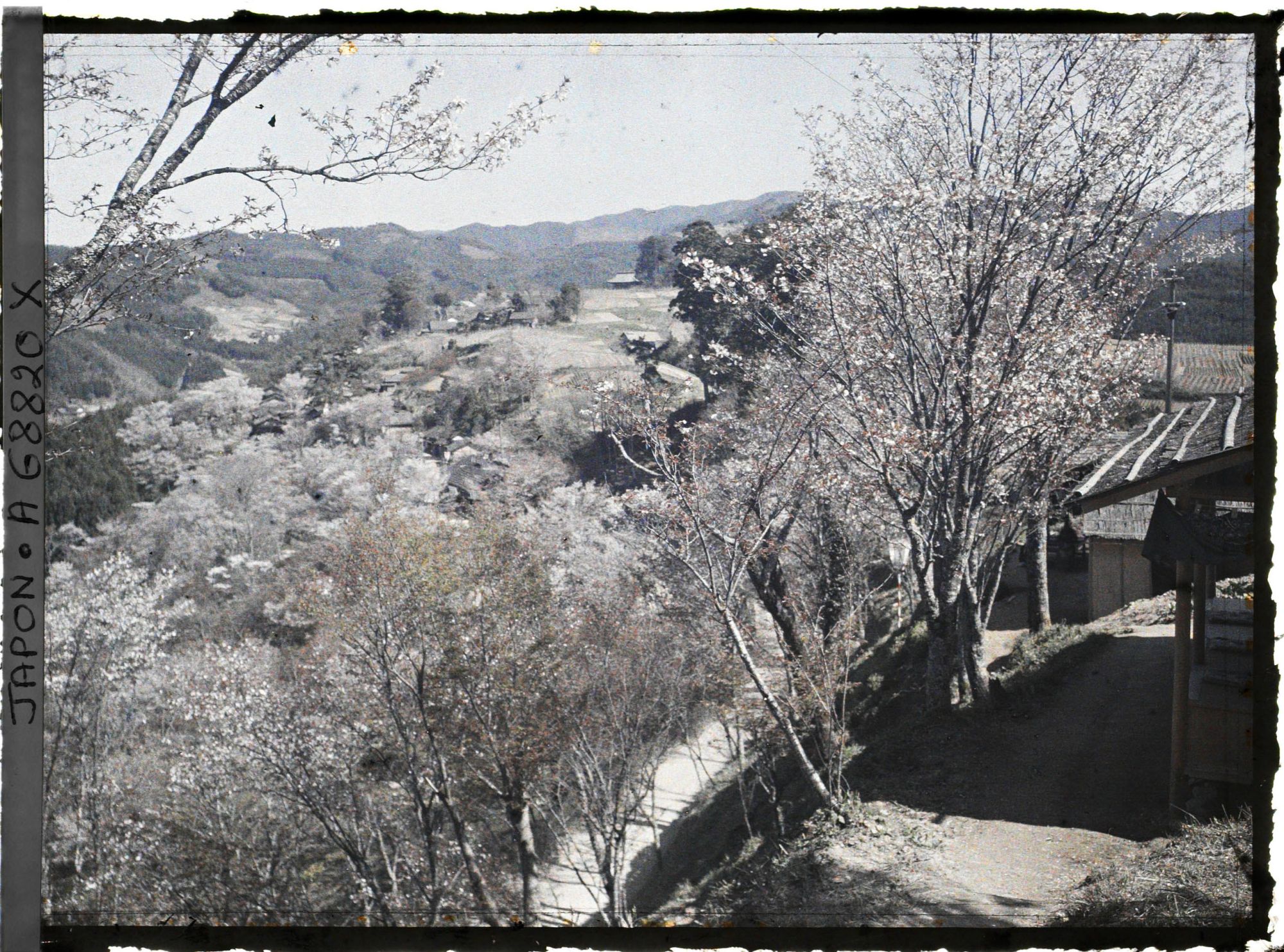 Image représentant paysage de cerisiers en fleurs