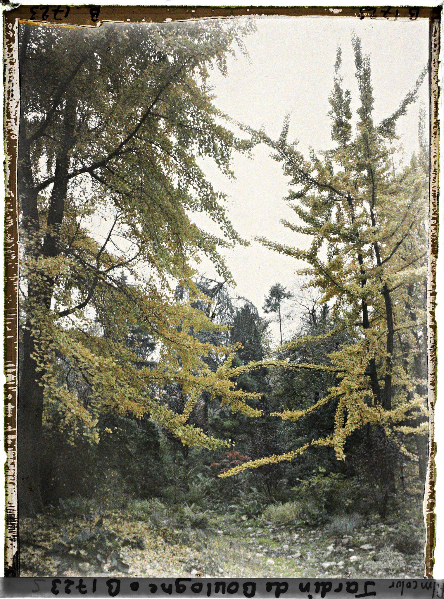 Image représentant Ginkgos du " jardin chinois " jaunissant à l'automne