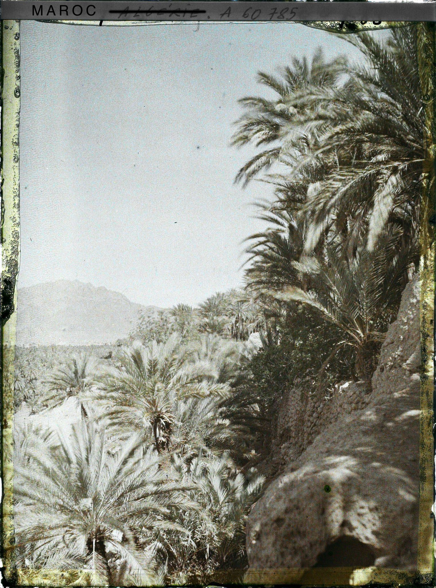 Image représentant Palmeraie avec au fond, le Djebel Grouz