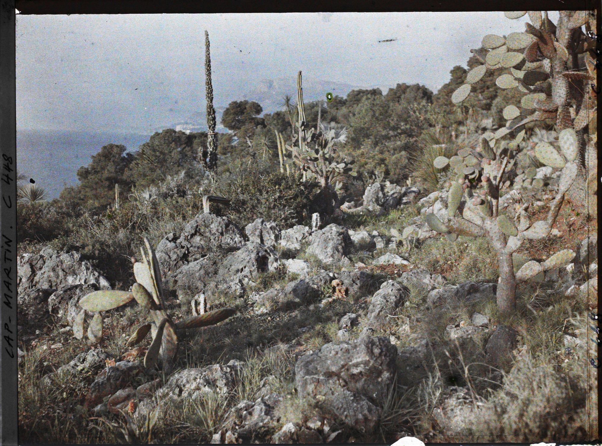 Image représentant Cap Martin Le Jardin