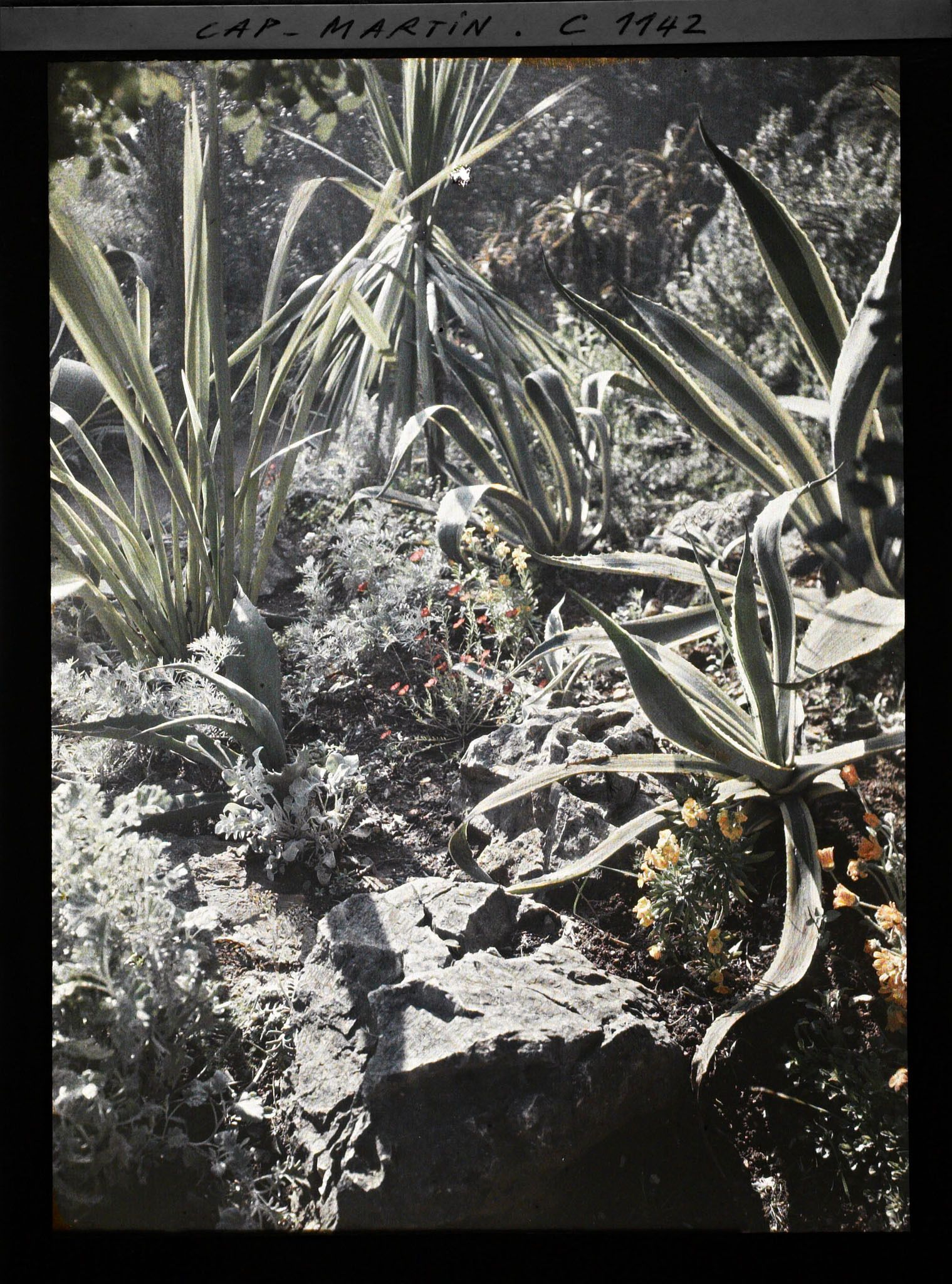 Image représentant Zoom sur ensemble de plantes exotiques