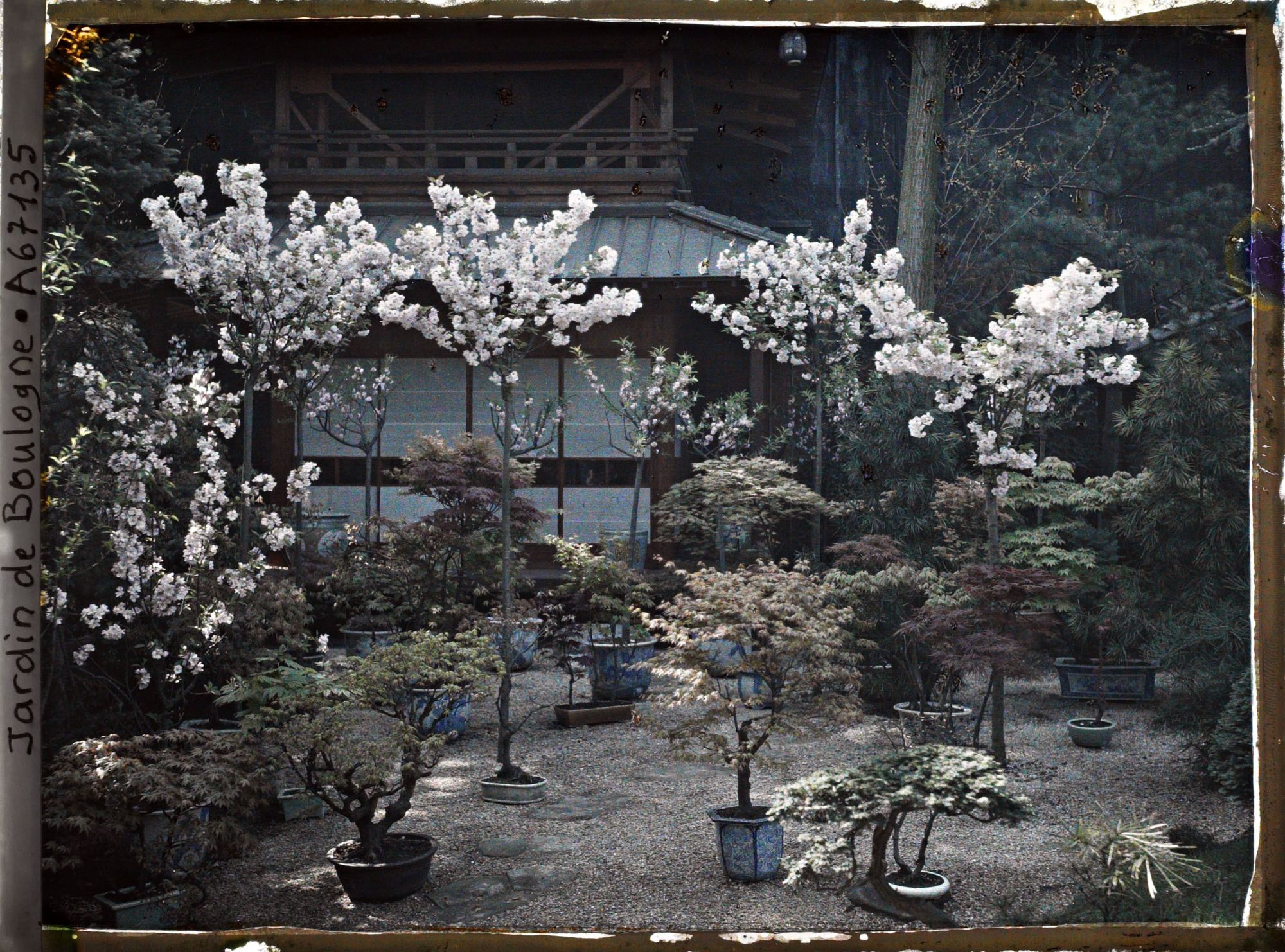 Image représentant Bonsaïs et cerisiers en fleurs au pied de la pagode, près de l'entrée du " village japonais "