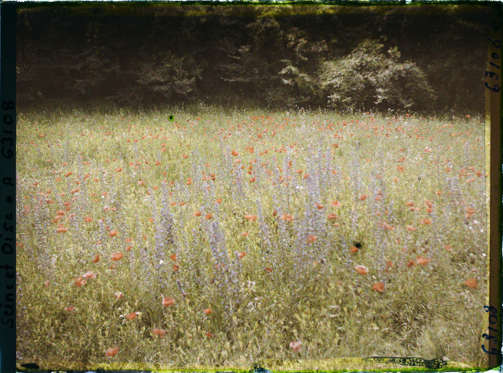 Image représentant Ile de France, Luzarches, Fleurs des Champs