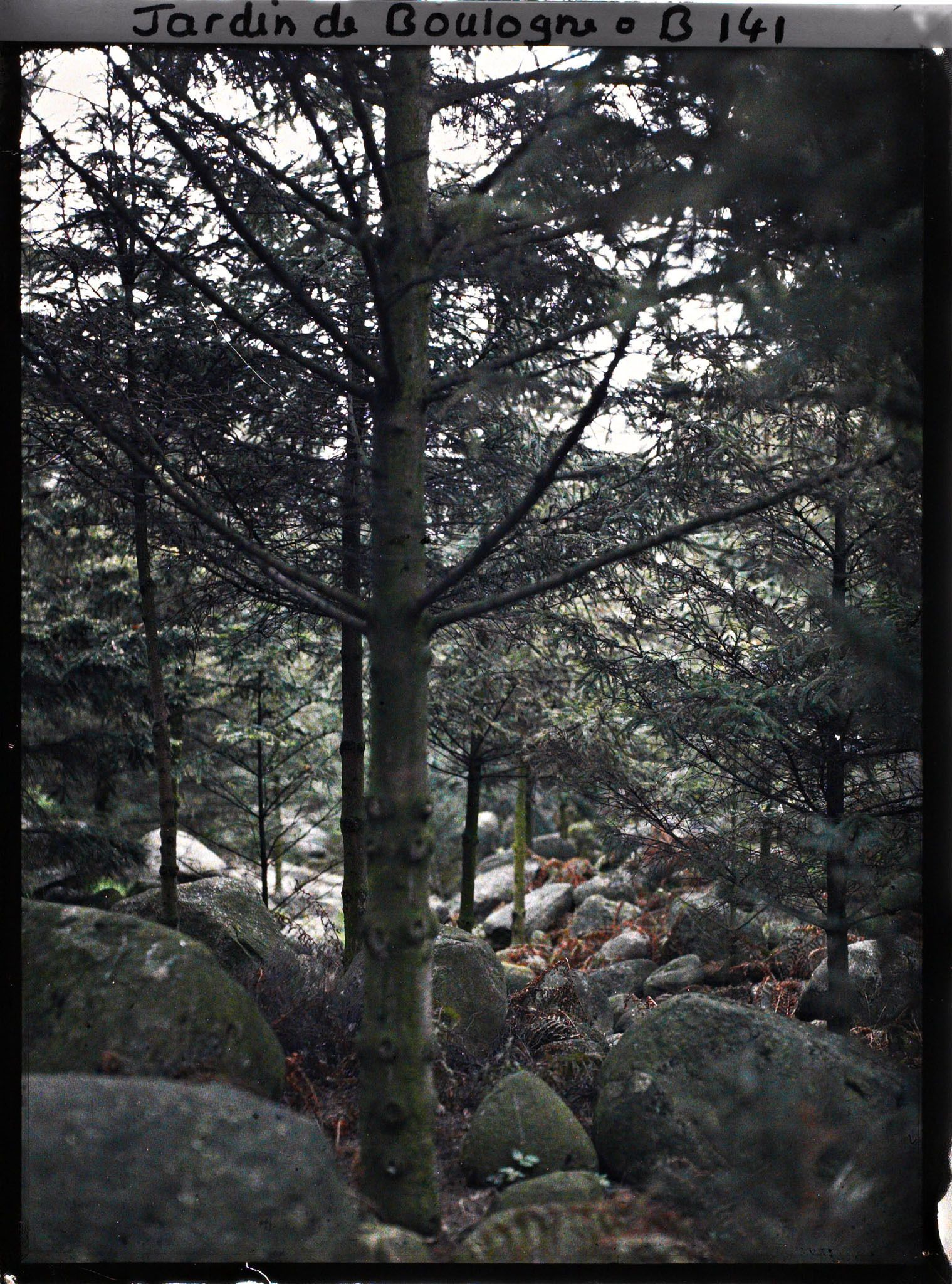 Image représentant Eboulis de blocs de granit aux pieds des épicéas de la forêt vosgienne