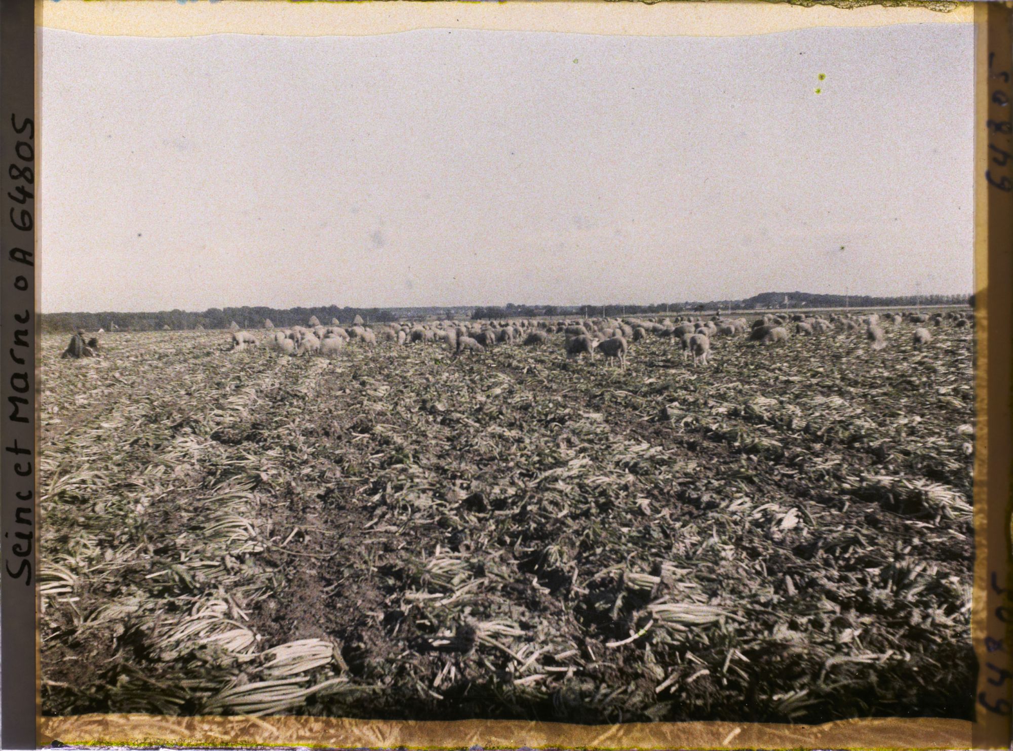 Image représentant Seine et Marne, Guermantes, Troupeau de moutons dans un champ de Betteraves