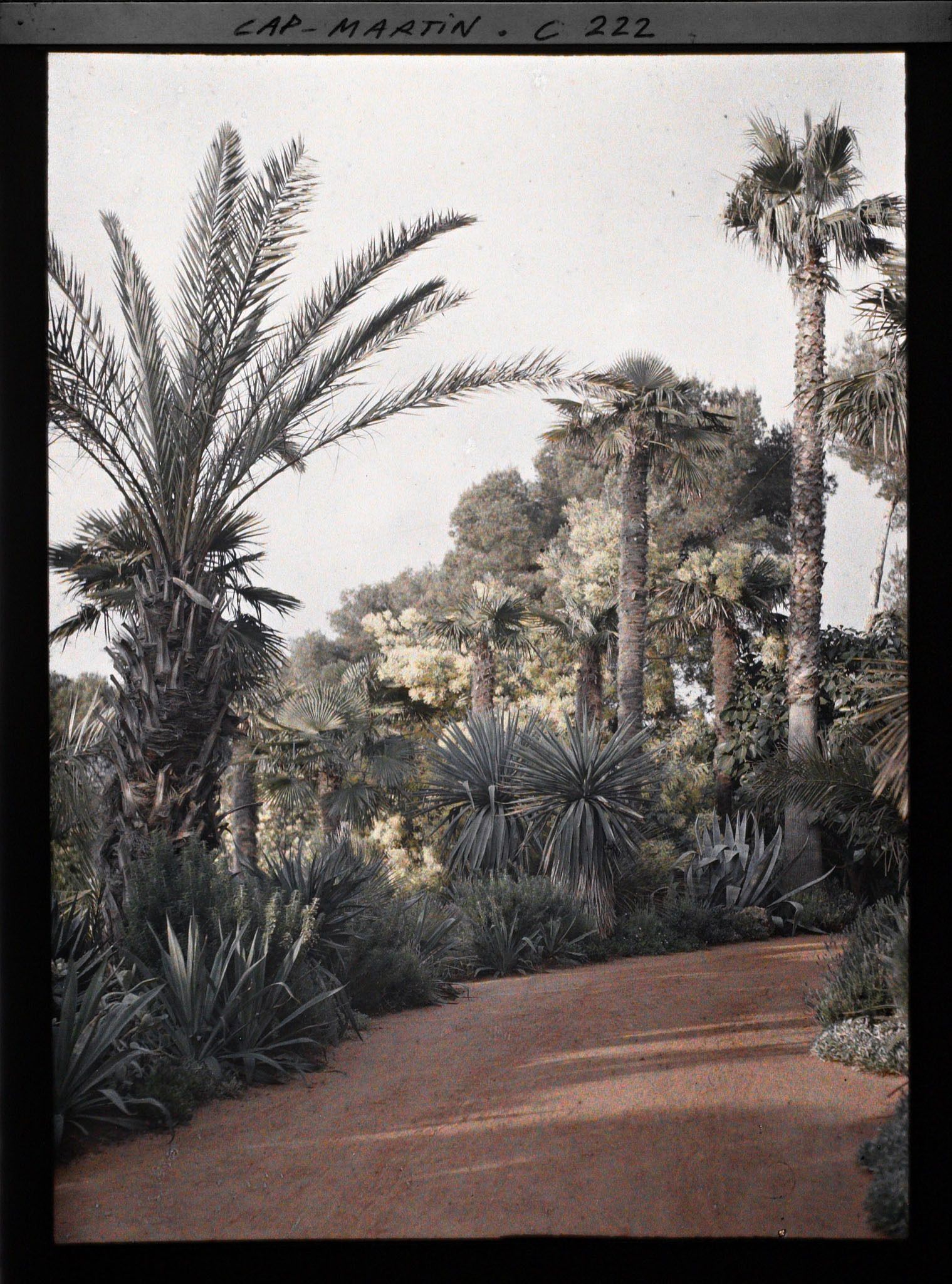 Image représentant Cap Martin - Le Jardin