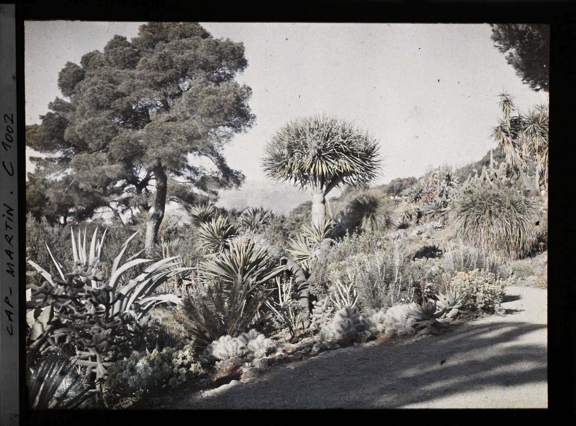 Image représentant Le Jardin