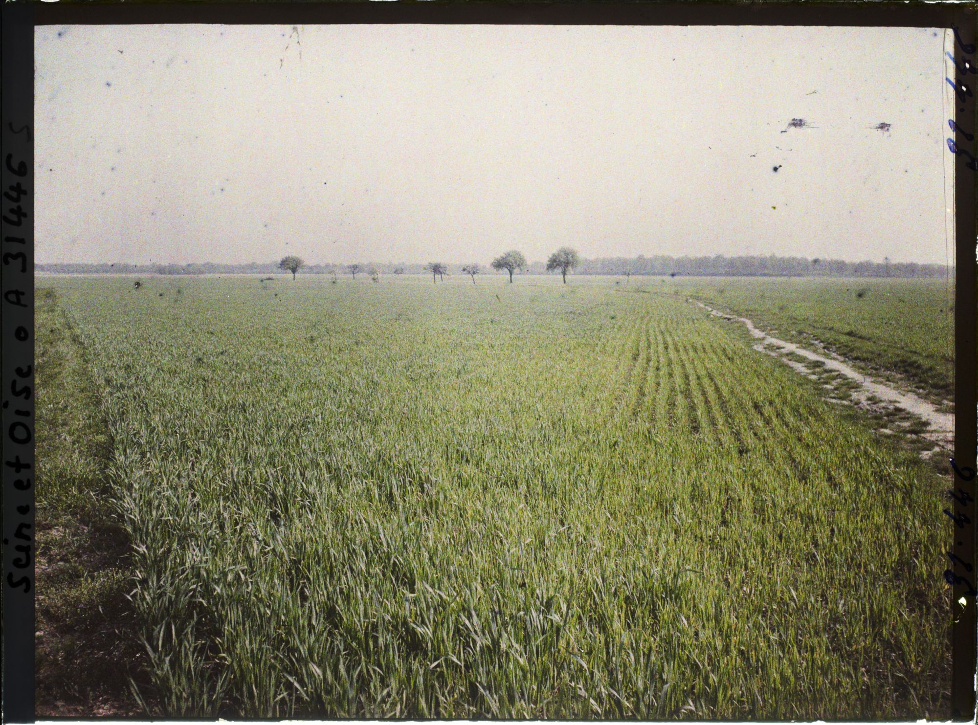 Image représentant France , Trappes (Seine et Oise), Deux Champs de blé, vue prise de la Voie ferrée