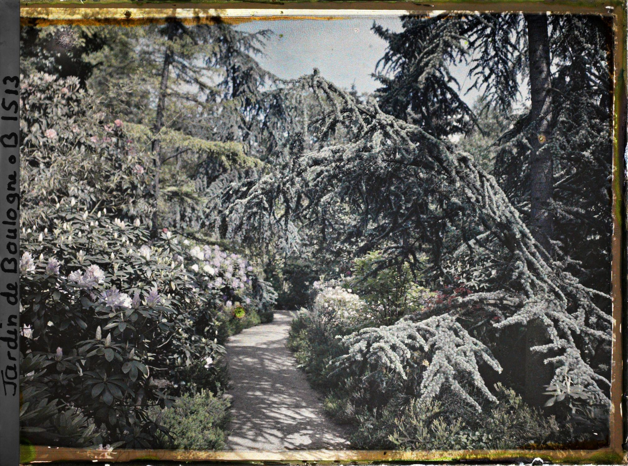 Image représentant Une allée dans la forêt bleue