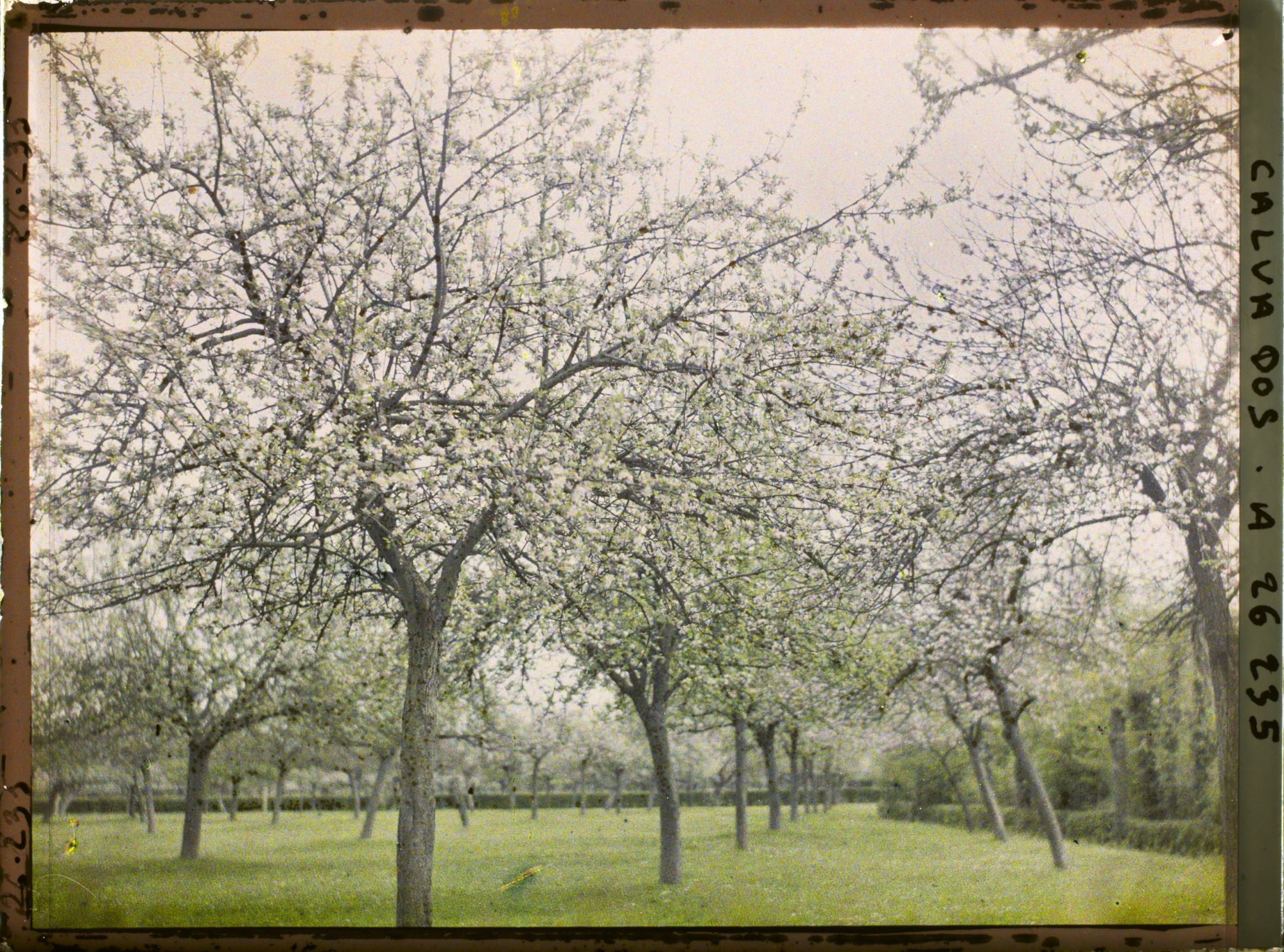 Image représentant Pommiers en fleurs