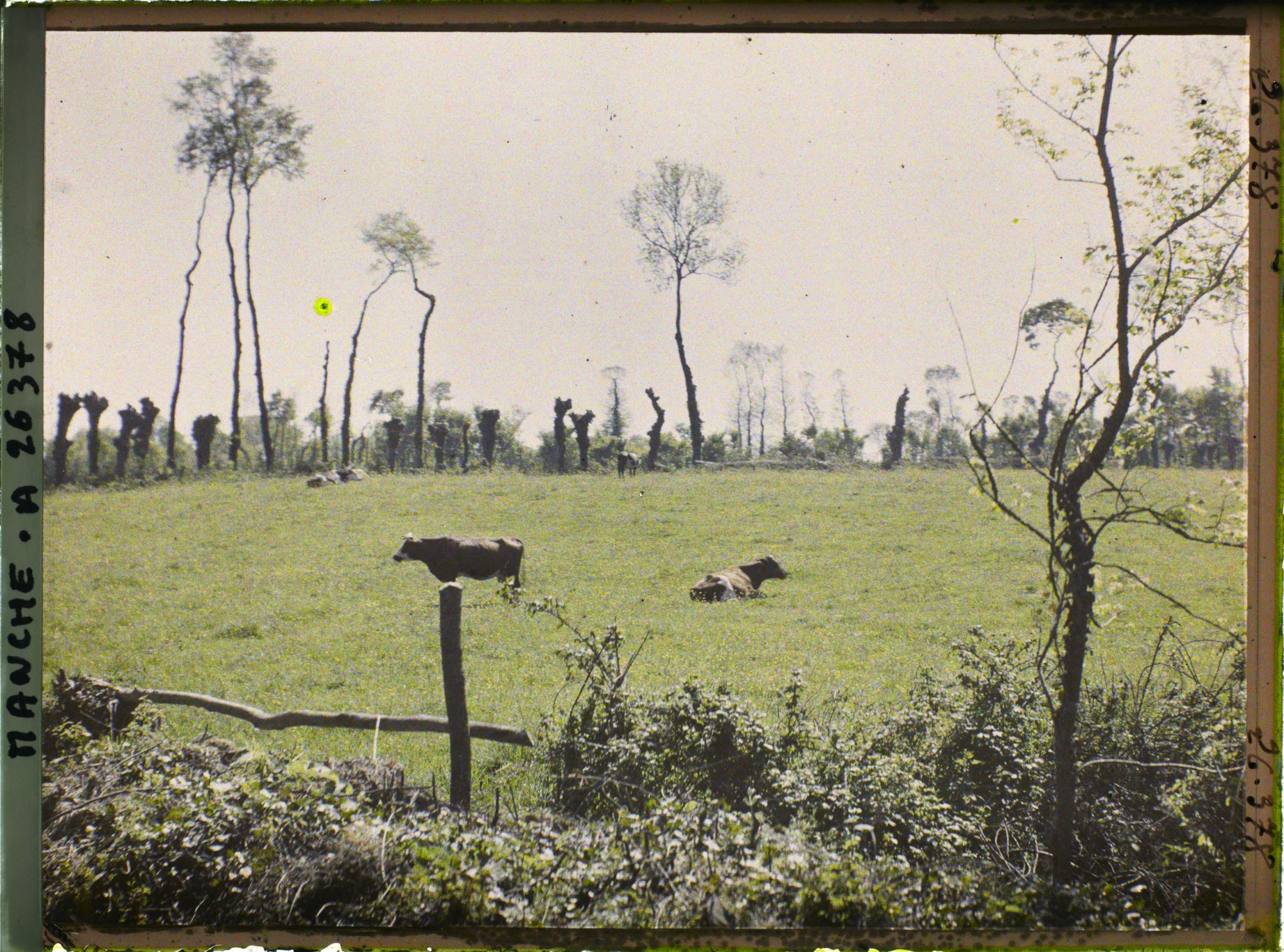 Image représentant Pâturage