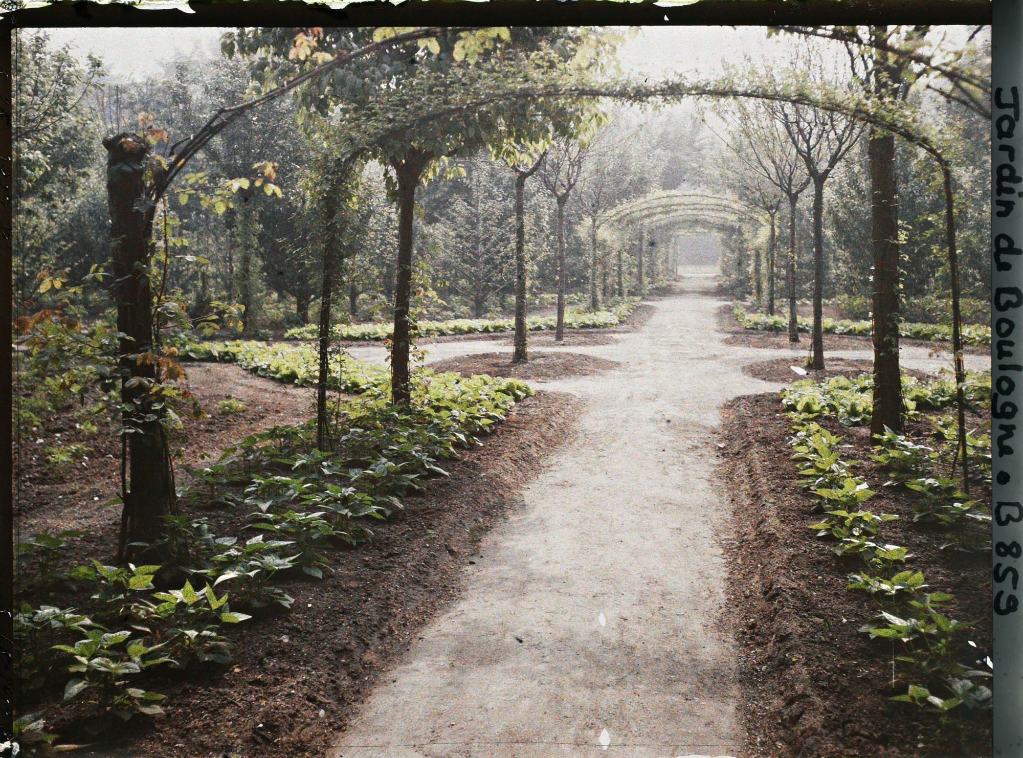 Image représentant Axe central du verger-roseraie bordé de légumes, vu non loin de la dépendance en direction de l'est