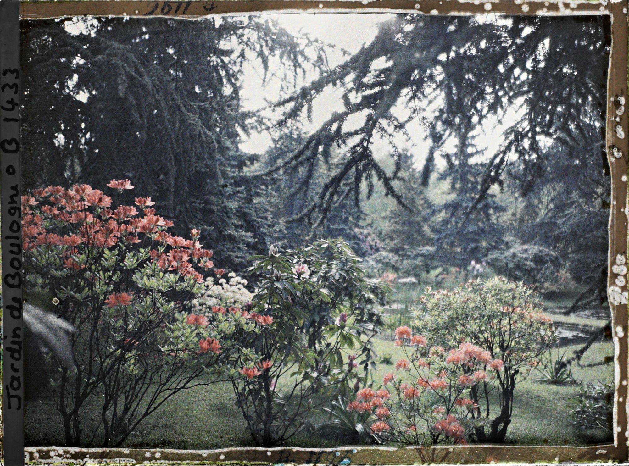 Image représentant Azalées