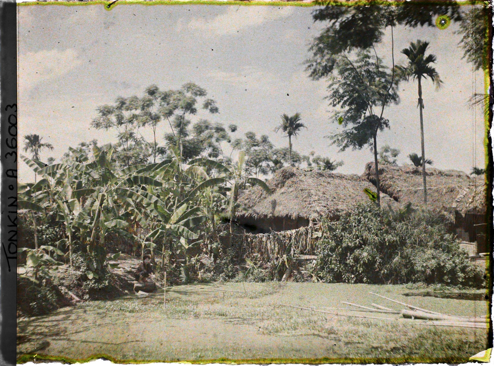 Image représentant Des maisons, entourées de bananiers et d'une mare recouverte de liseron d'eau dans un village