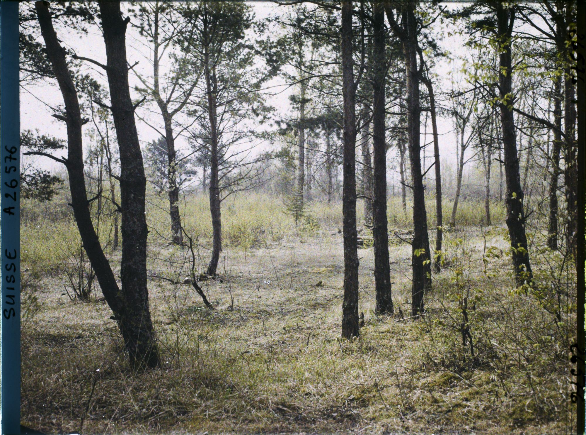 Image représentant L'île des lapins, voisine de l'île Saint-Pierre