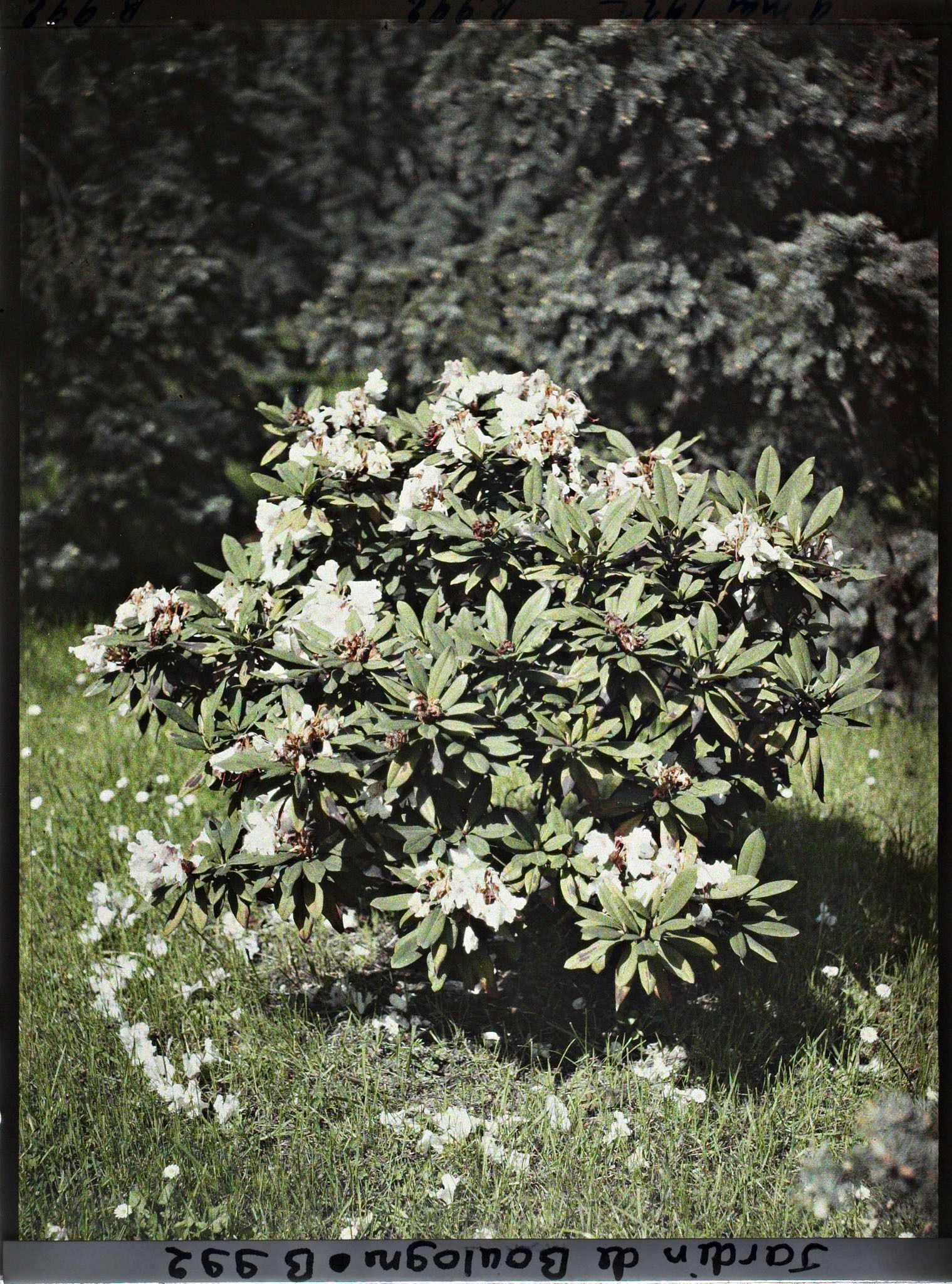 Image représentant Rhodos blanc près de la forêt dorée?