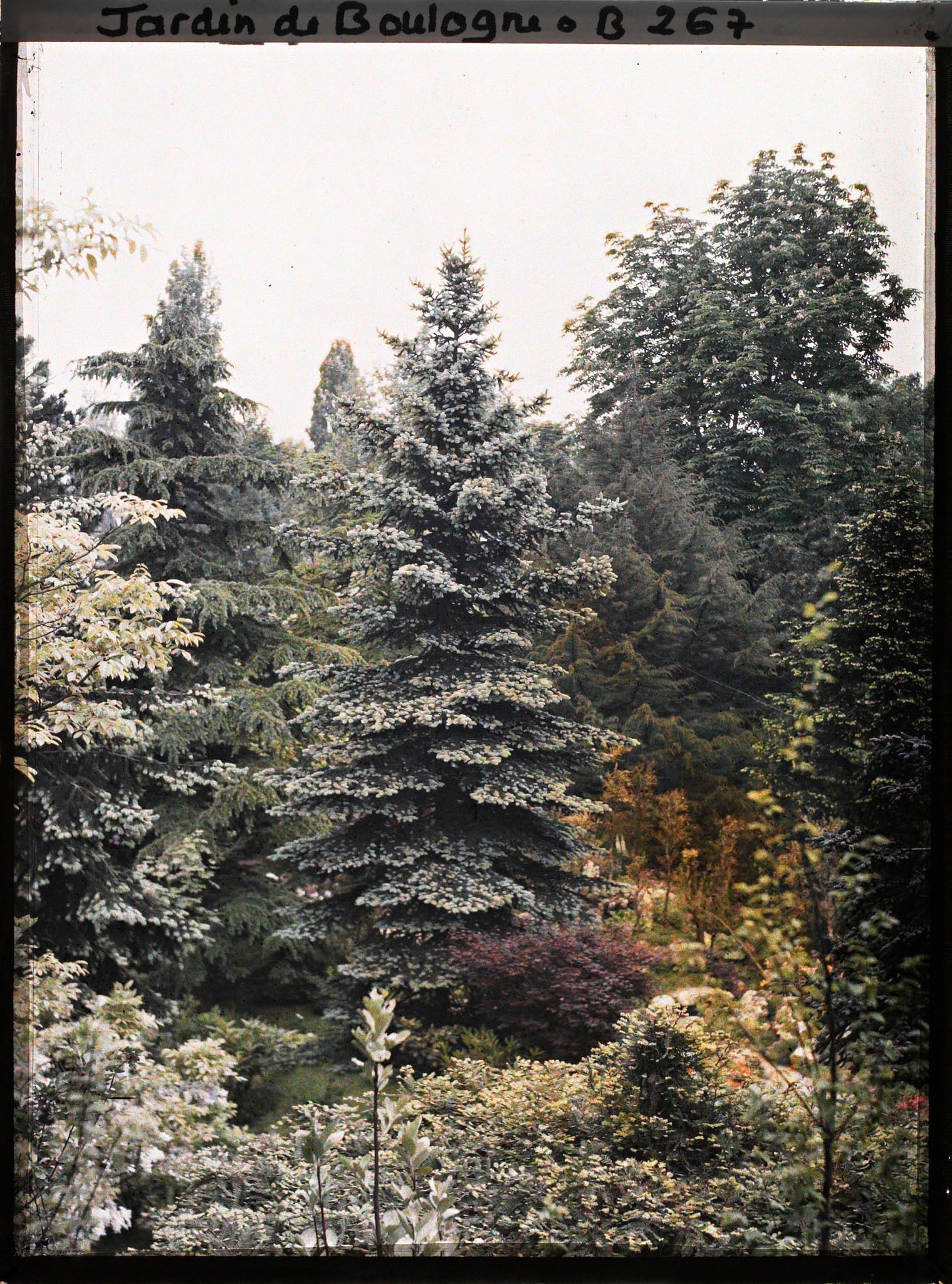 Image représentant Majestueux conifères du " sanctuaire japonais " et paysage arboré situé non loin de la façade de temple