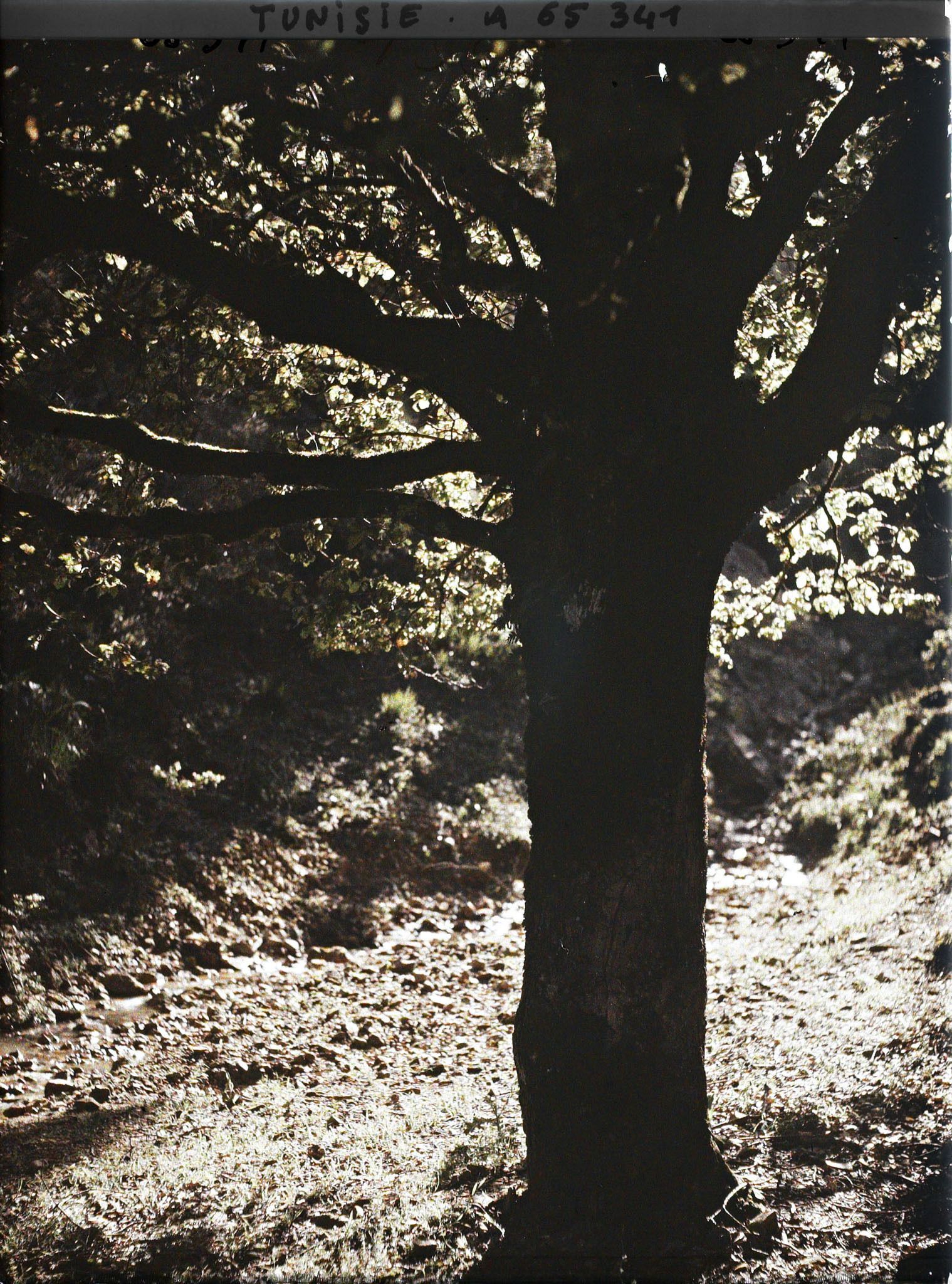 Image représentant Un cours d'eau dans la forêt de chênes