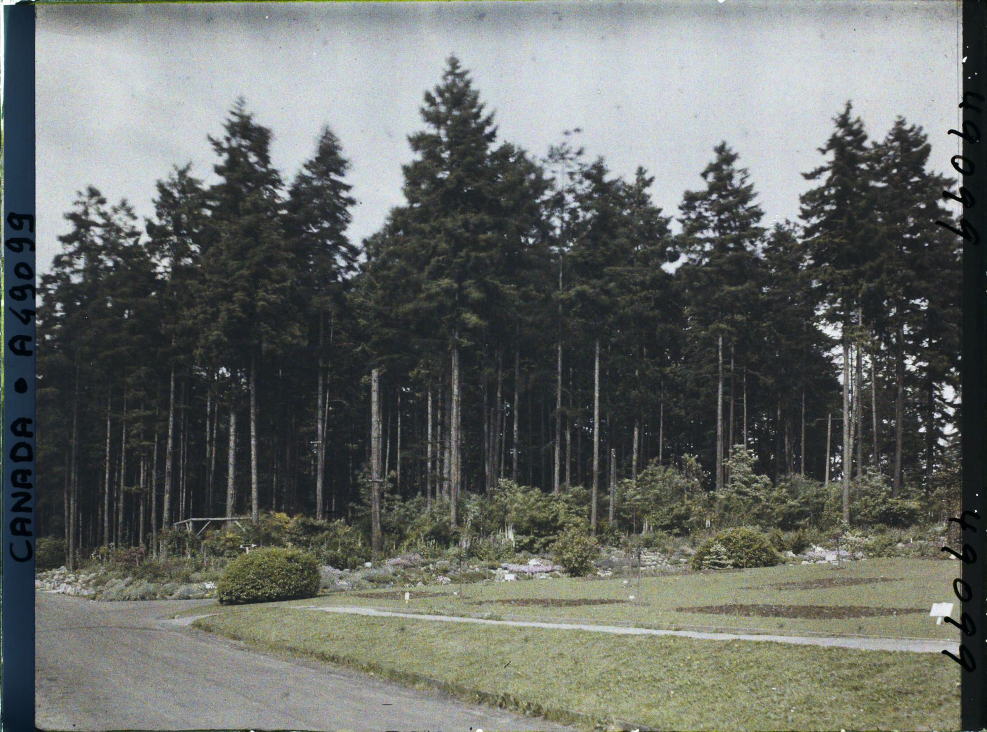 Image représentant Canada, Vancouver, Sapins au Stanley Park