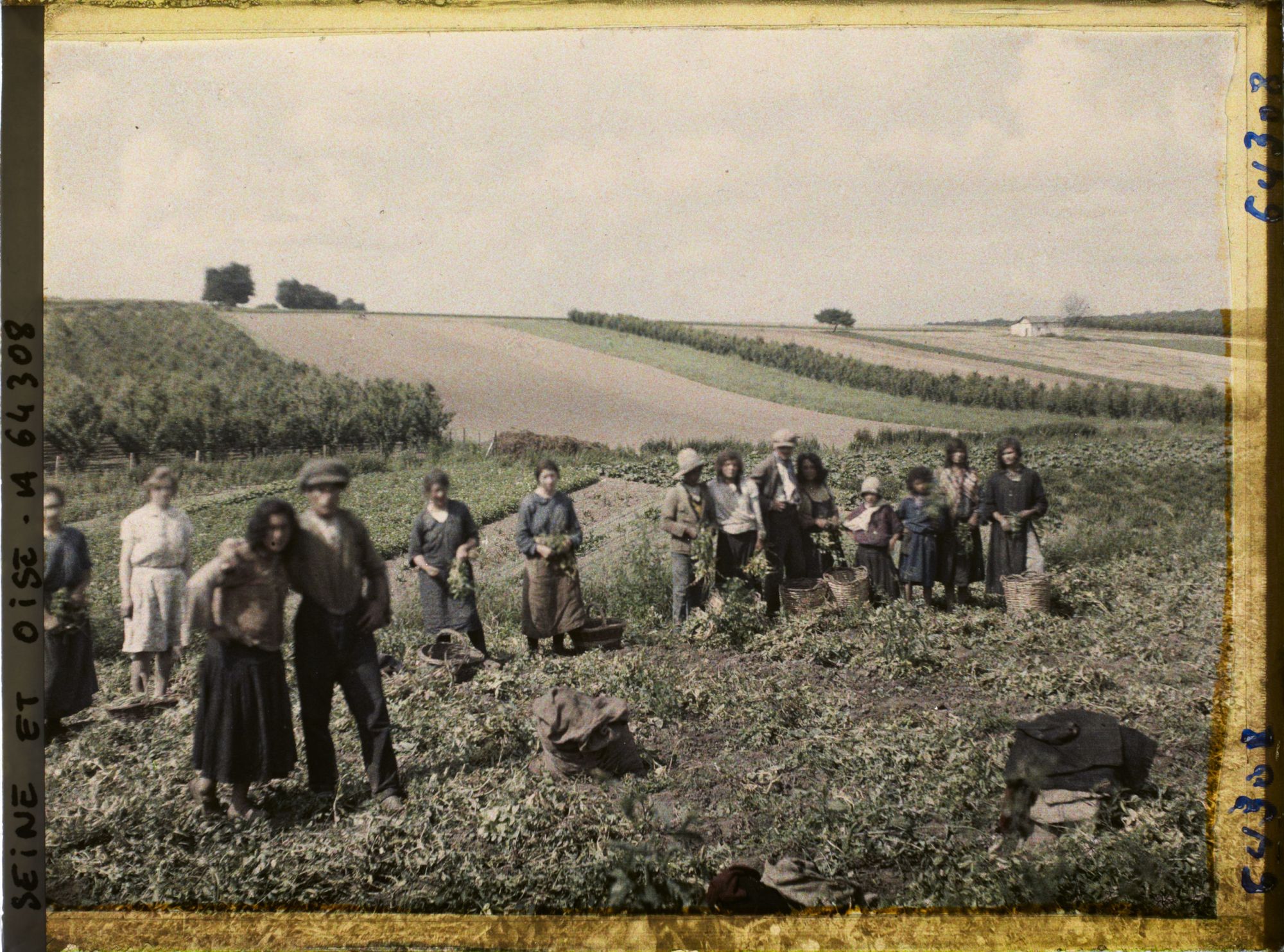 Image représentant La Cueillette des petits pois