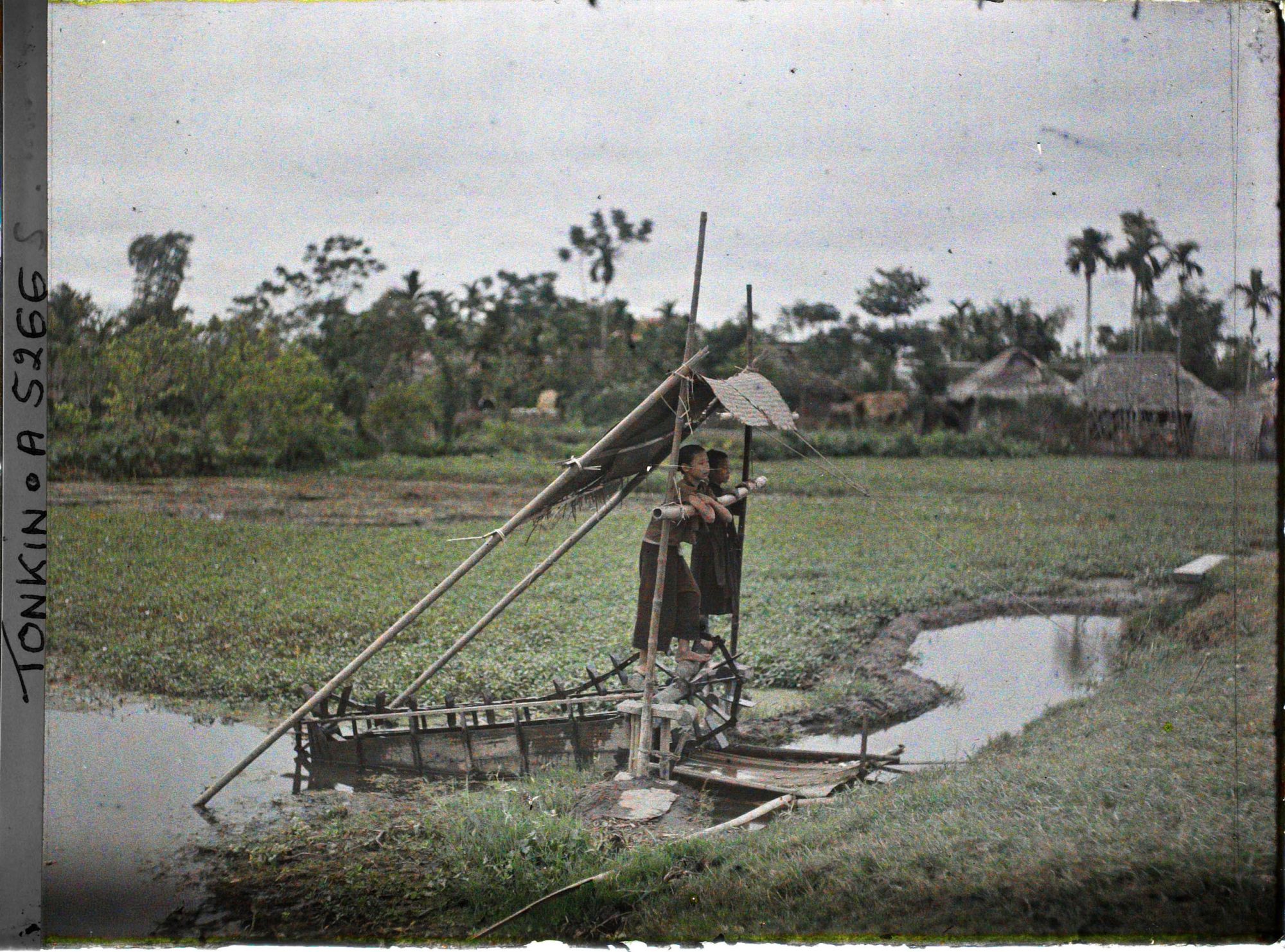 Image représentant Des enfants utilisant une machine à pied, système élévatoire d'eau pour l'irrigation du riz