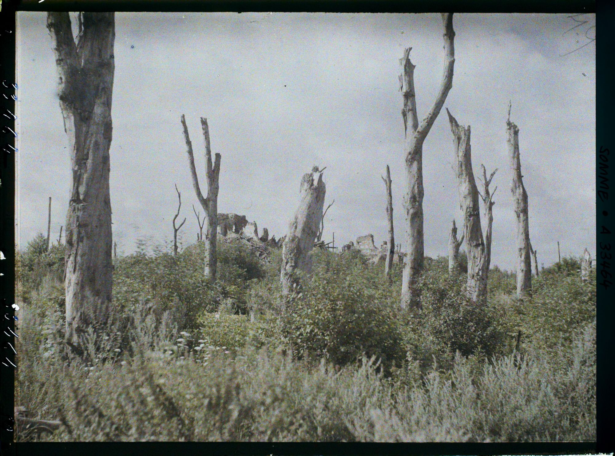 Image représentant France, Chaulnes, Arbres morts et ruines