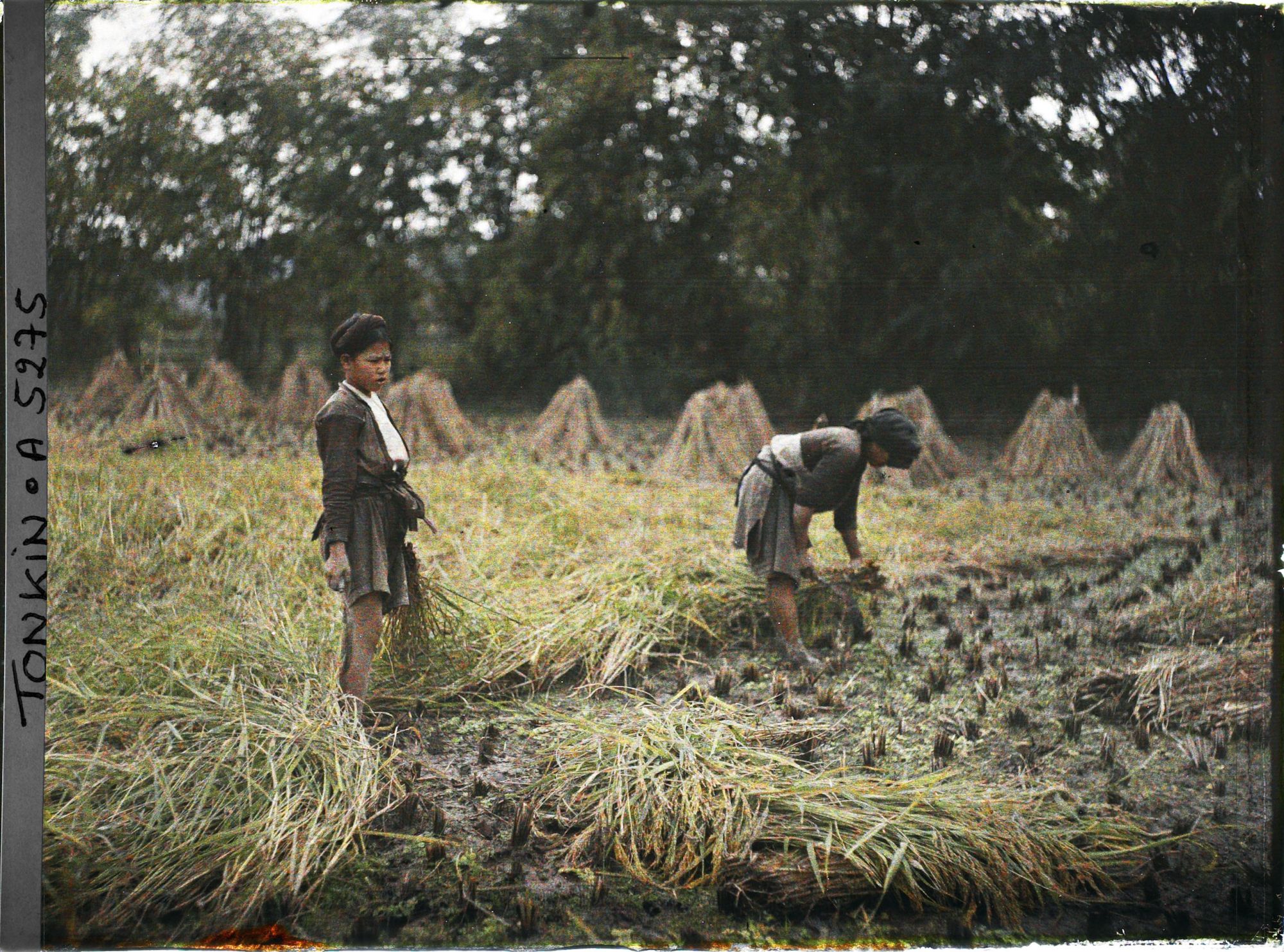 Image représentant La moisson du riz