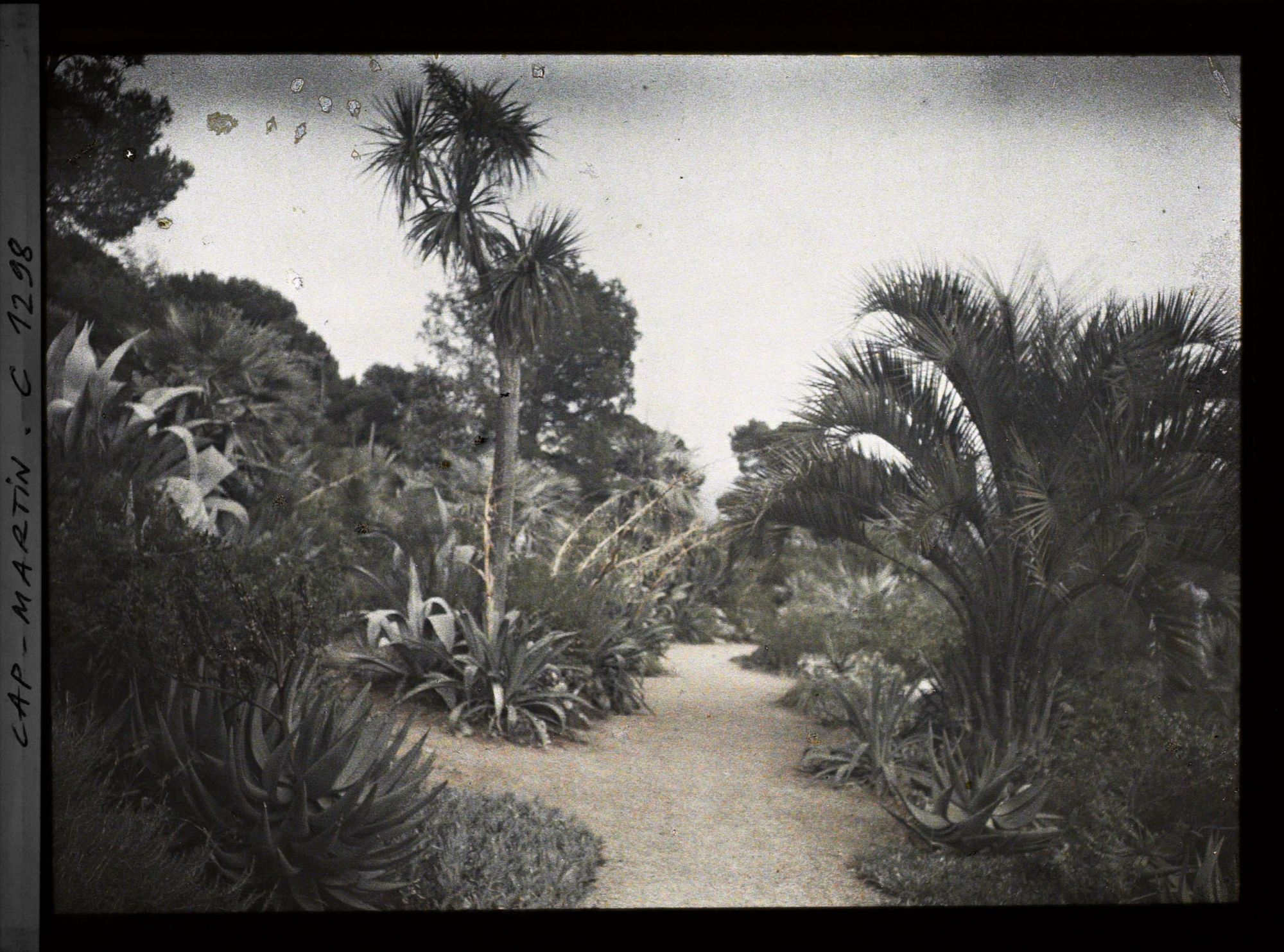 Image représentant Cap martin Palmiers, plantes grasses (sic)