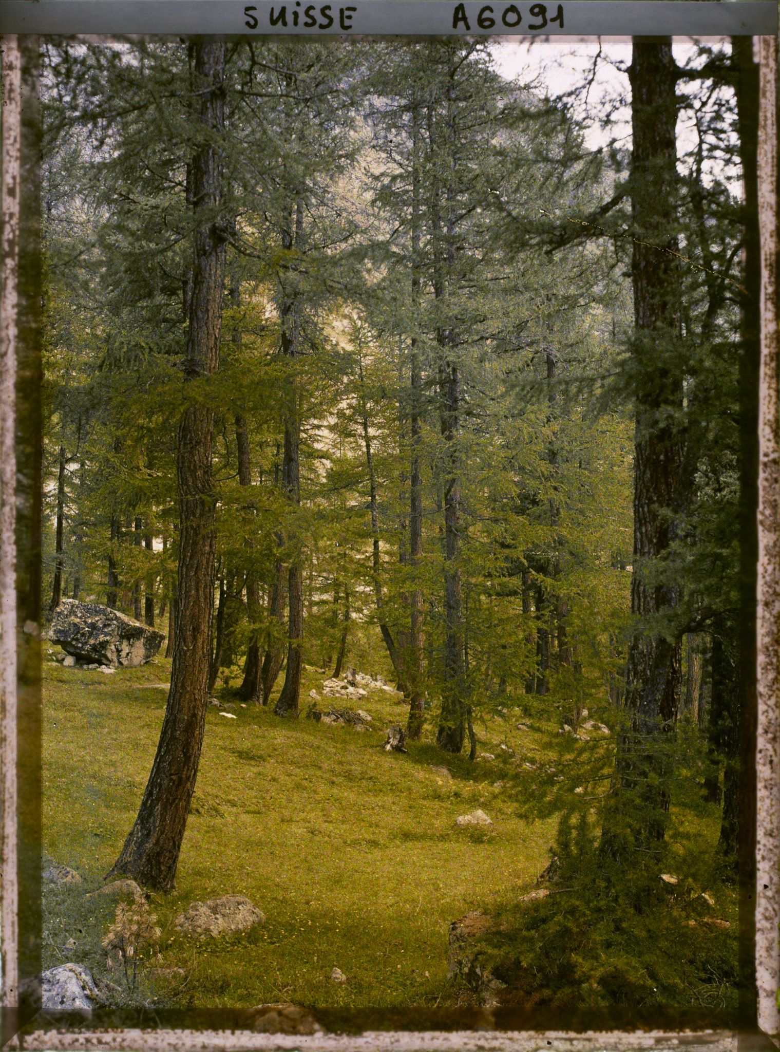 Image représentant Paysage de forêt dans la région de Roseg