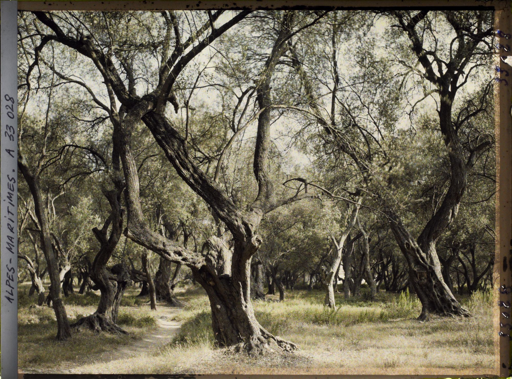 Image représentant Forêt d'oliviers