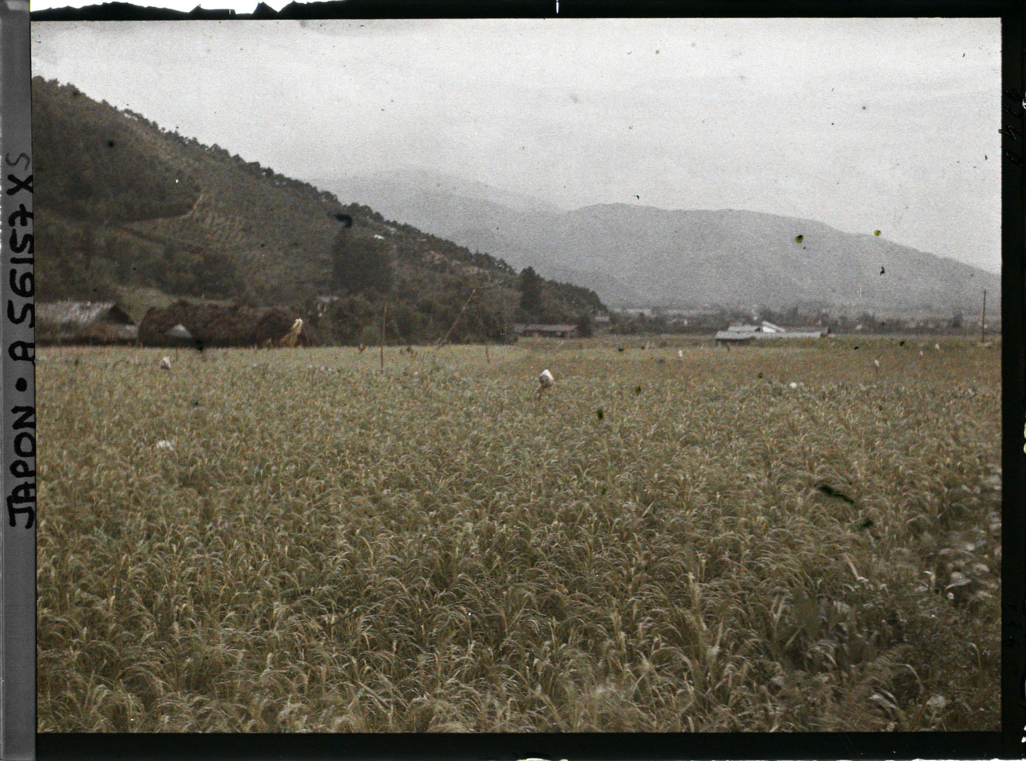 Image représentant Rizière