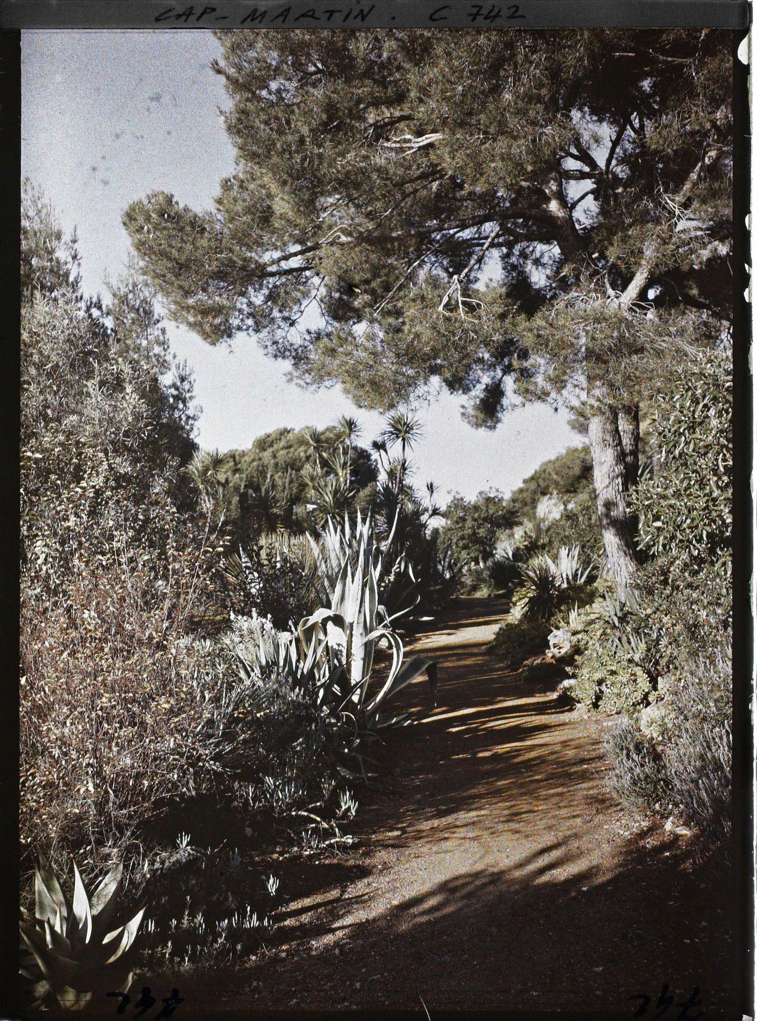 Image représentant Une allée de plantes exotiques