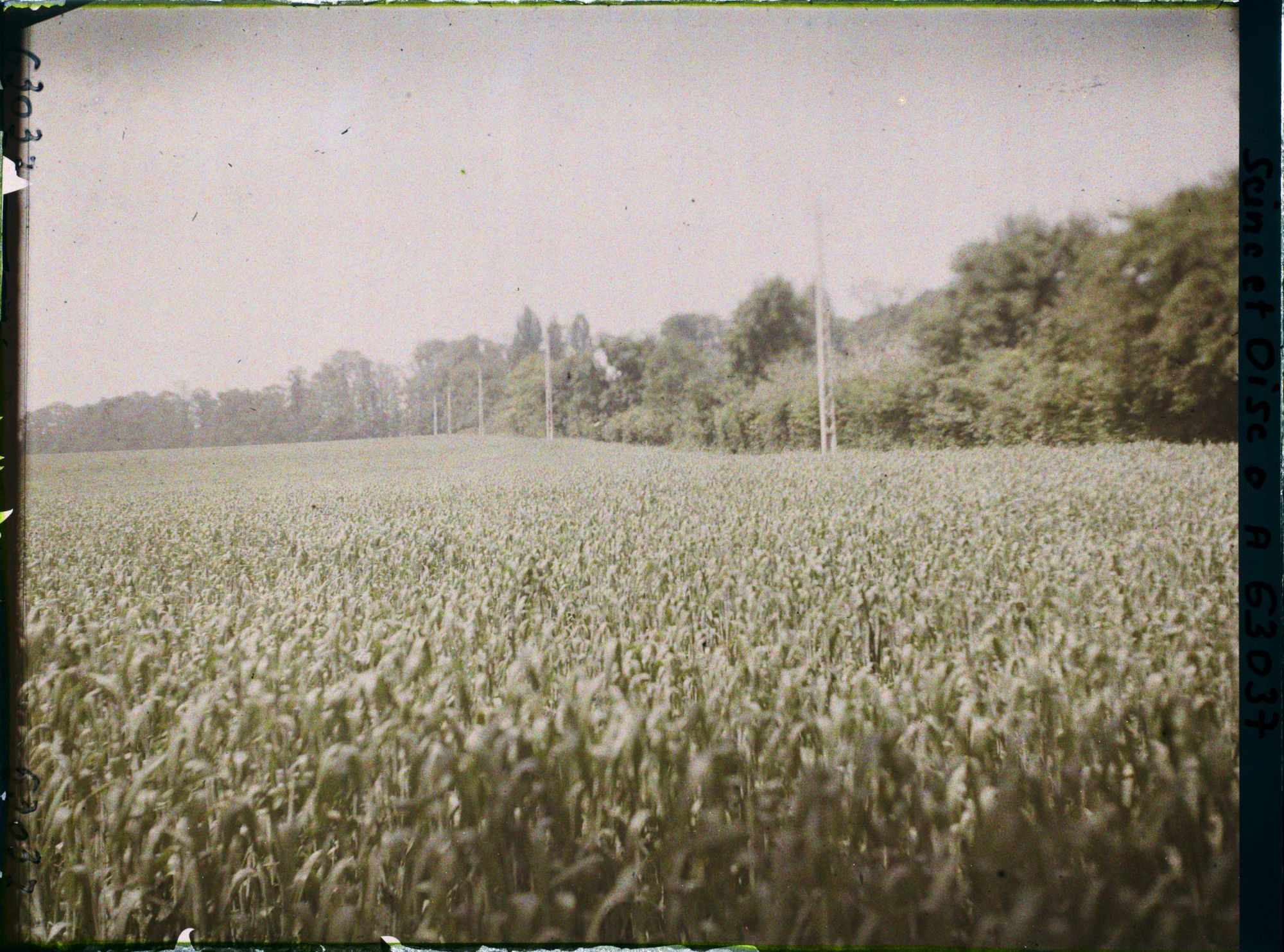 Image représentant Ile de France, Ecouen, Champ de blé