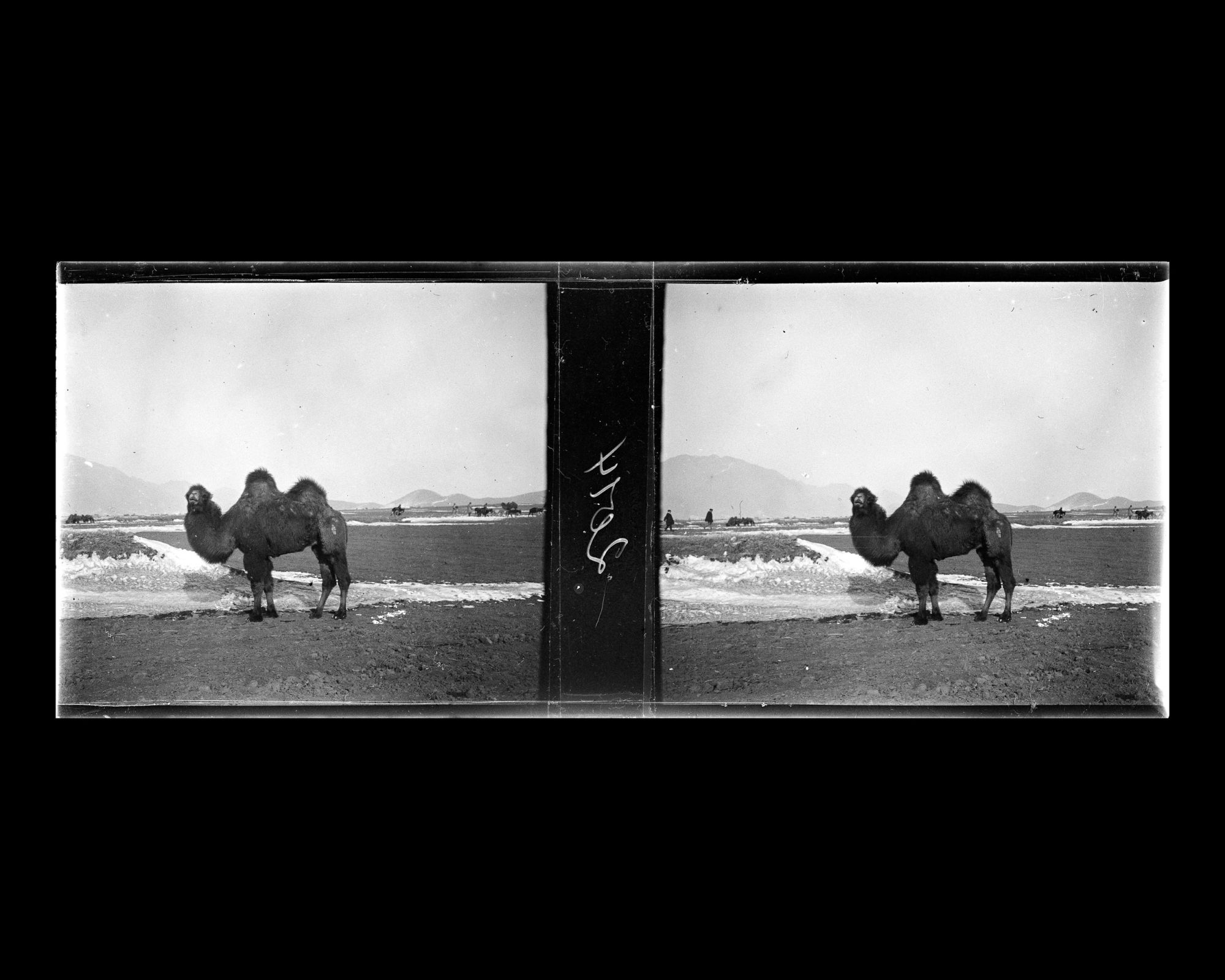 Image représentant Un chameau entre Nankou et Ming Shisanling ("Treize Tombeaux des Ming")