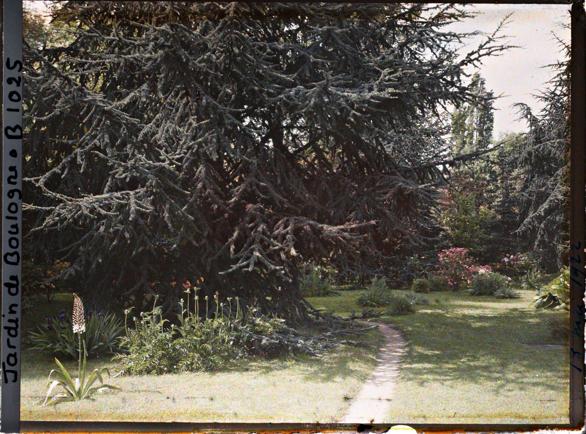 Image représentant Grand cèdre situé au bord du chemin menant vers l'ouest, près du marais entouré de pelouse fleurie