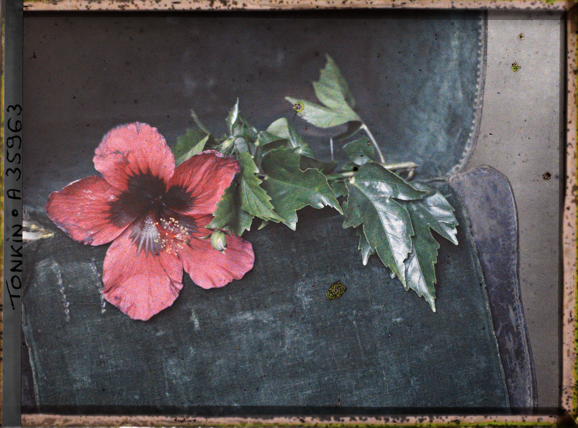 Image représentant Des feuilles et une fleur d'hibiscus hybride, violet à coeur sombre