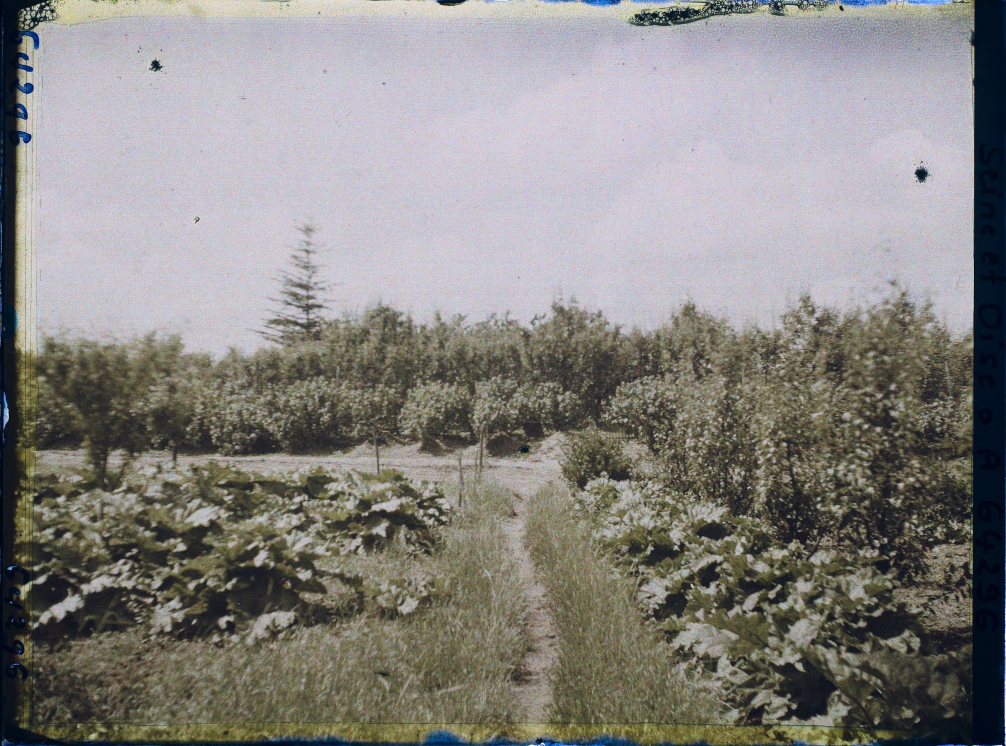 Image représentant Ile de France, Sarcelle St Briec, Verger
