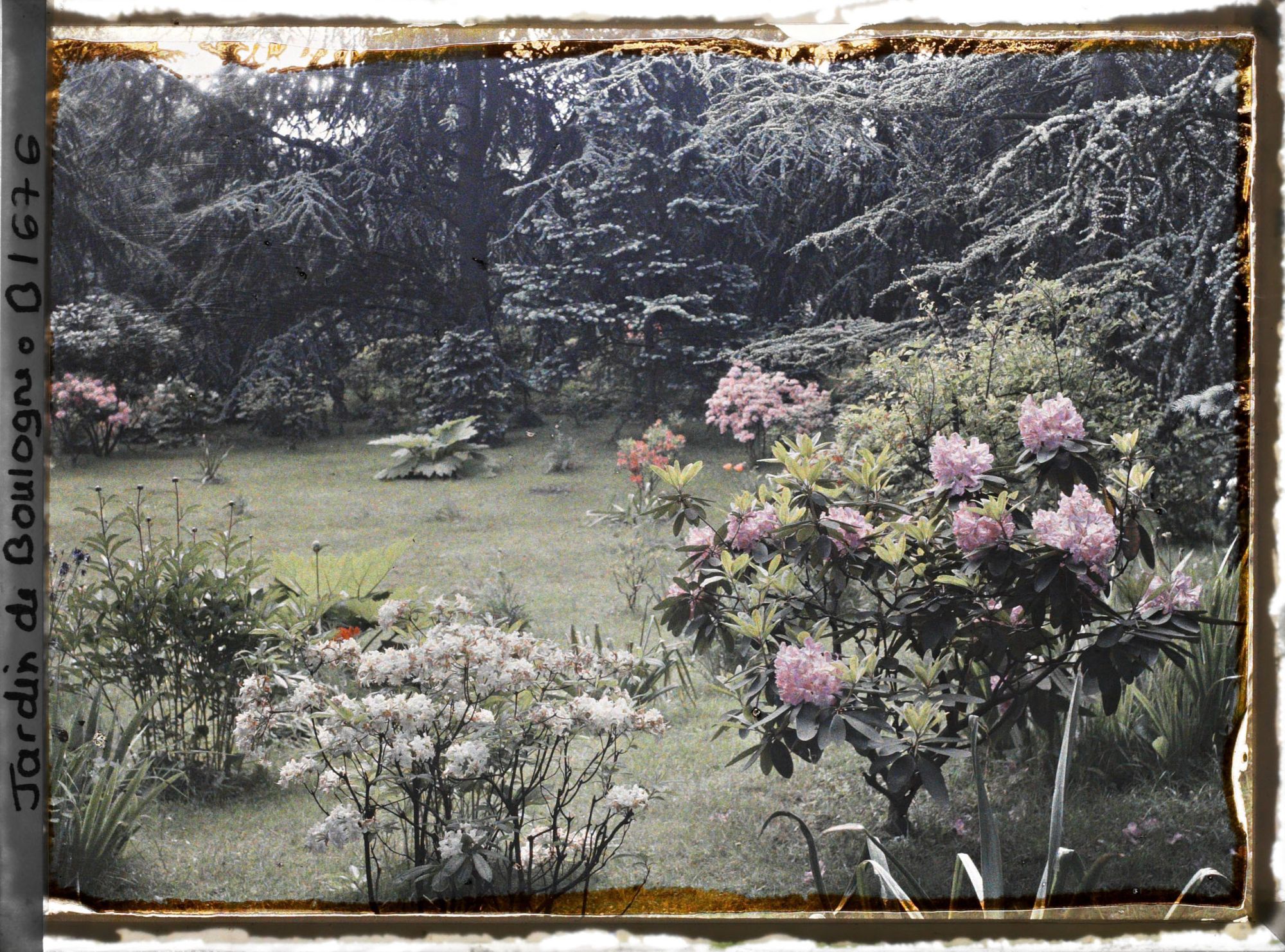 Image représentant Ensemble près des sapins bleus