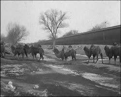 Image représentant Caravane de chameaux traversant le canal impérial